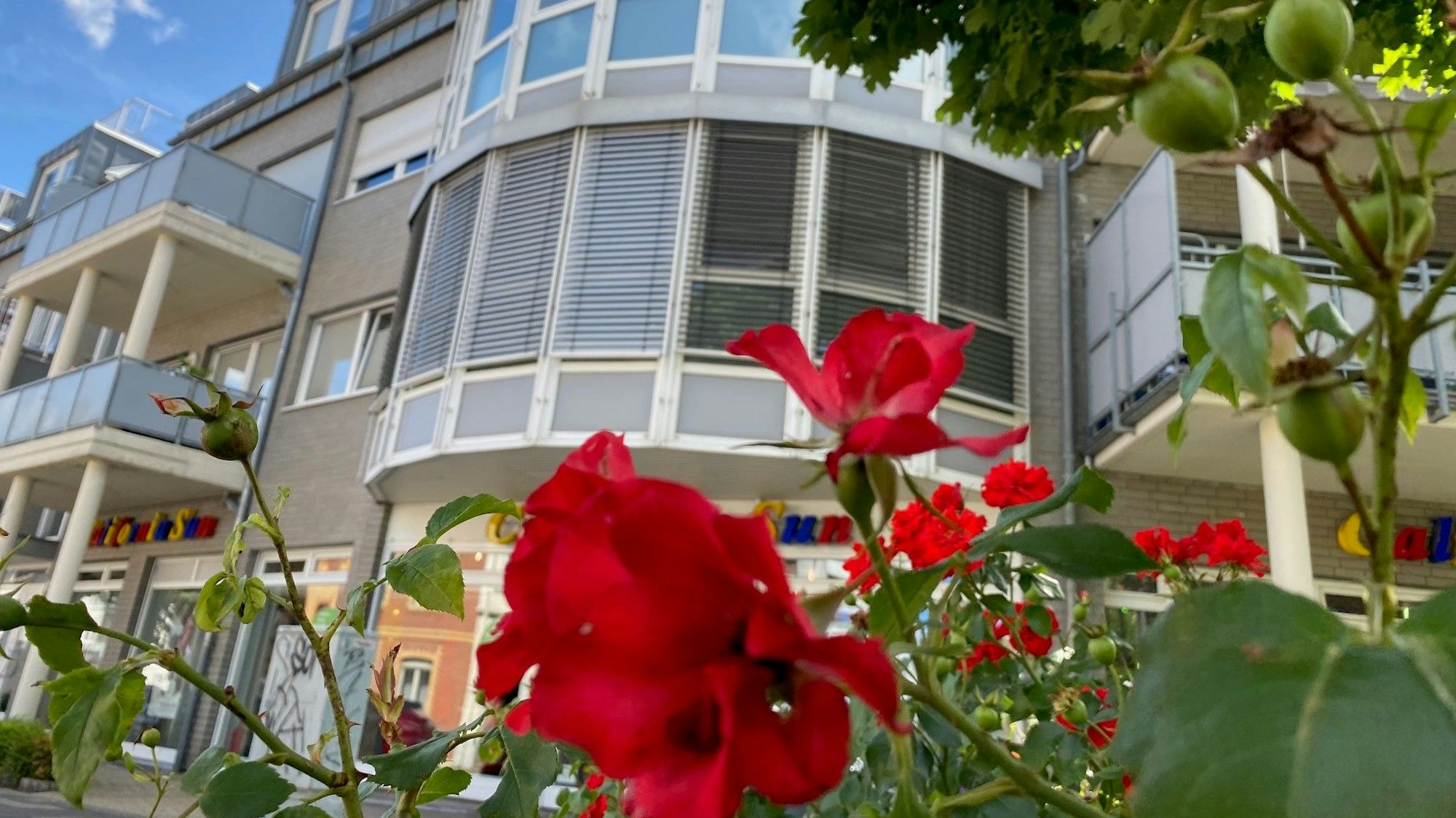 Zu sehen ist eine rote Blume, in Hintergrund ist ein Haus.