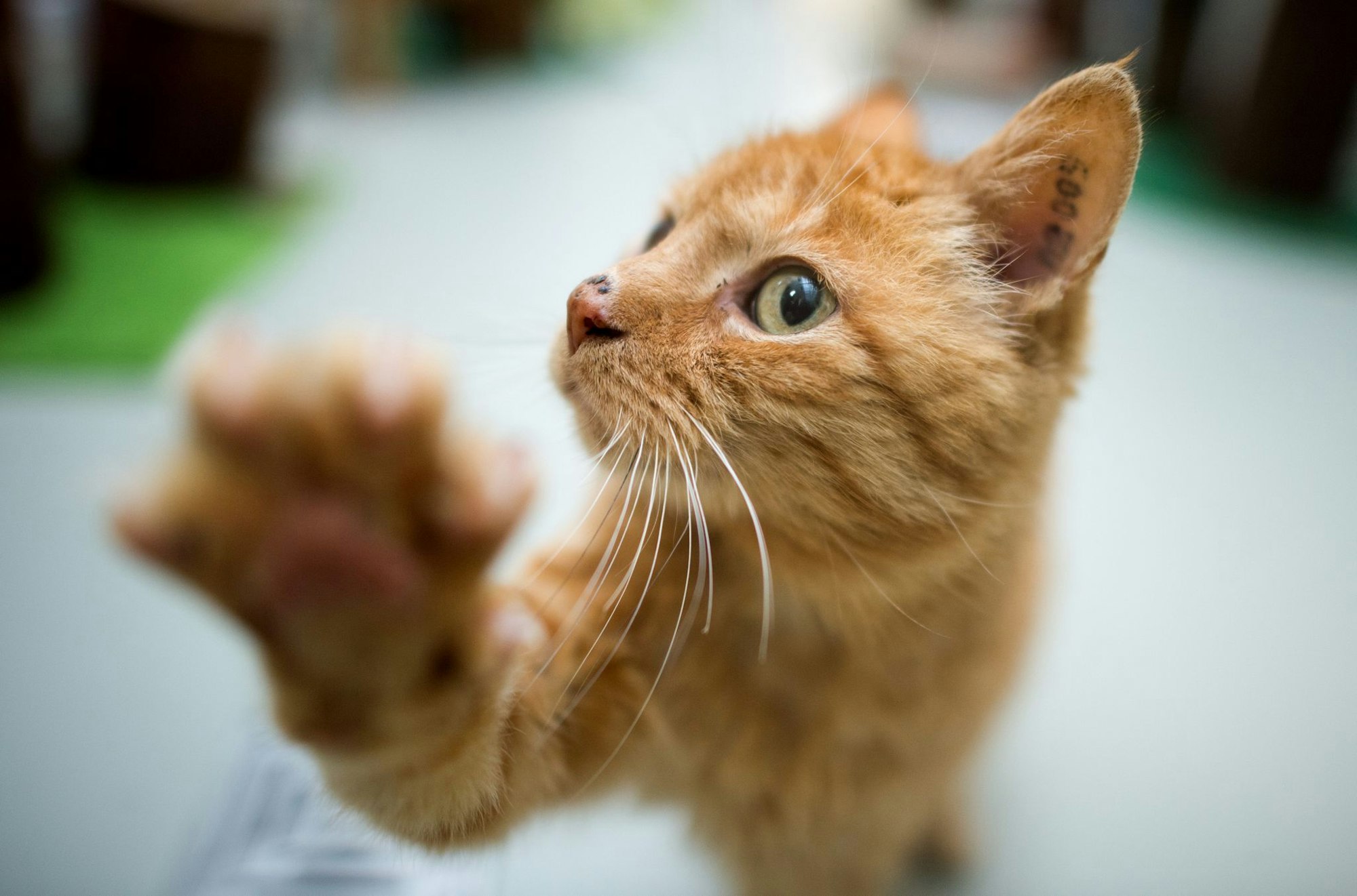 Rechtpfotig oder linkspfotig? Die Forscher wollen herausfinden, welche Faktoren die Pfotenpräferenz bei Katzen beeinflussen. (Symboldbild)
