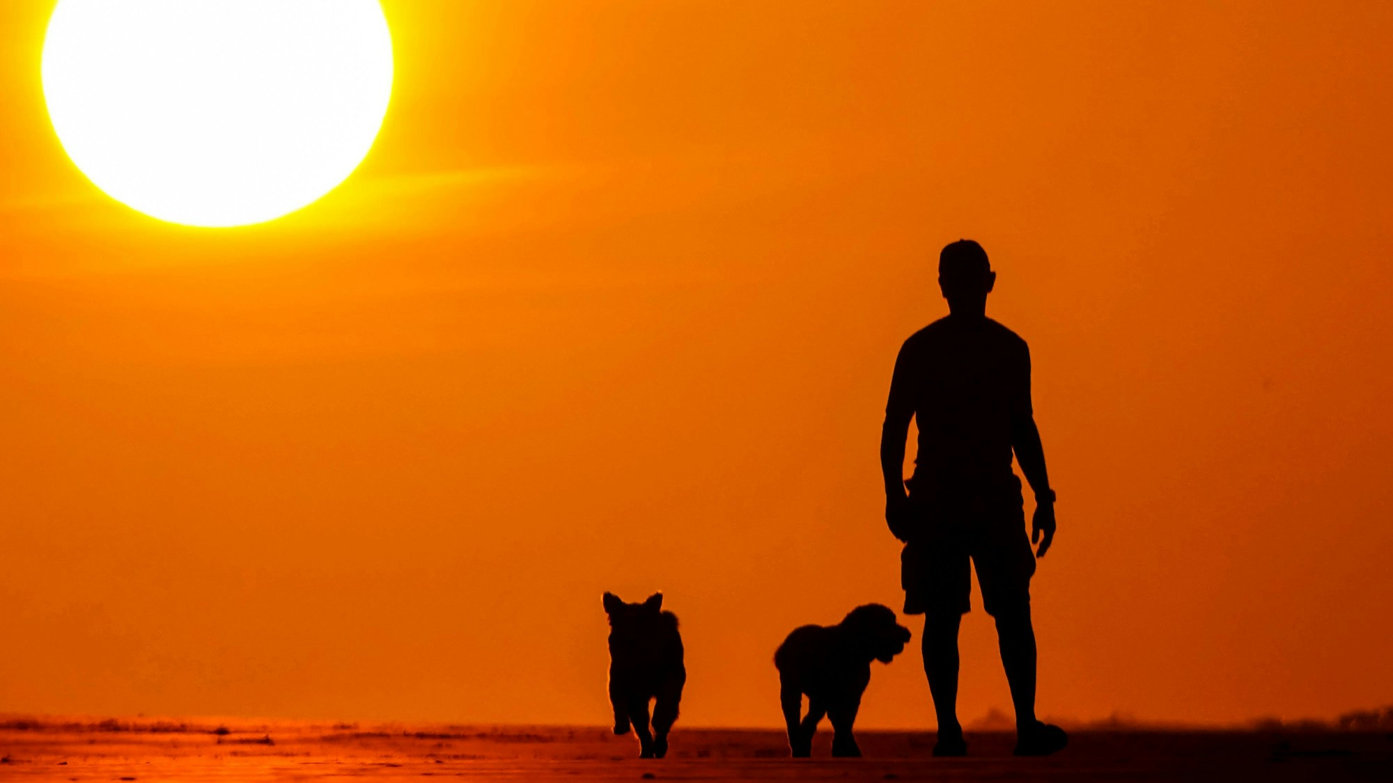 Ein Mann geht am Morgen mit seinen Hunden am Strand entlang, während die Sonne aufgeht. (Symbolbild)