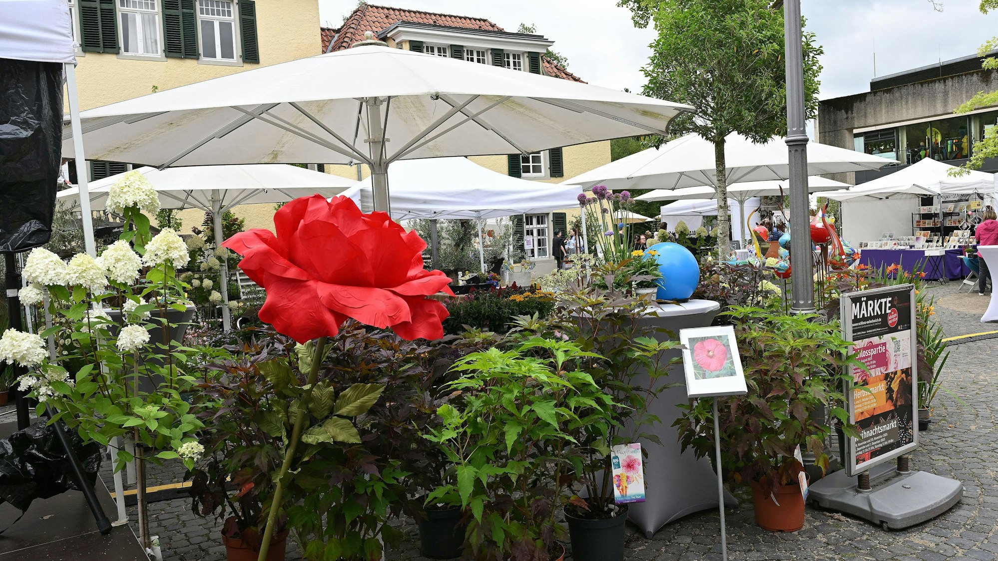 Eine Rose vor den Ständen im Schlosshof.