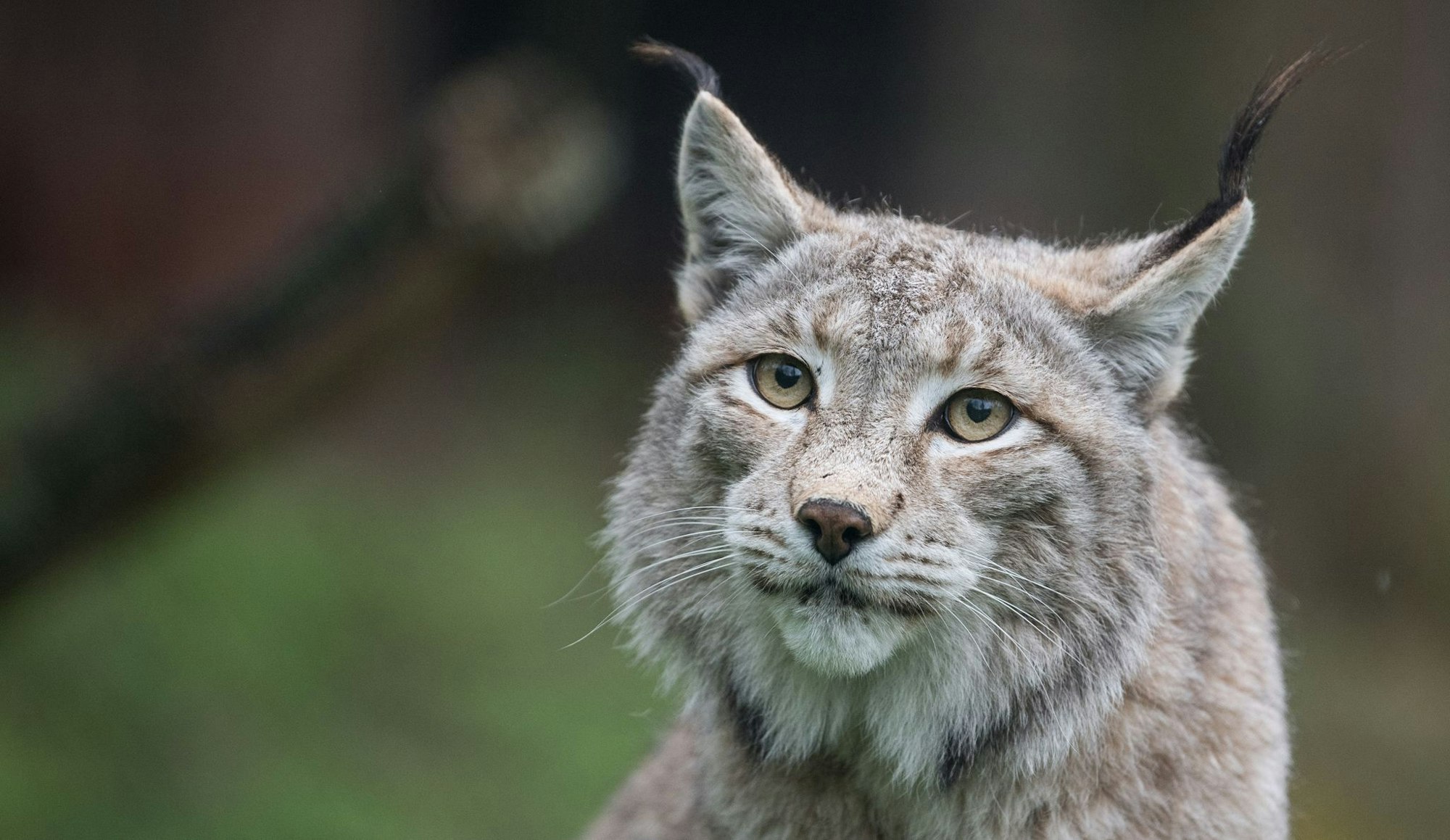 Der Zoo in Aalborg weist darauf hin, dass Raubtiere wie Luchse auf ganze Beutetiere angewiesen sind - gerne auch Haustiere. (Archivbild)