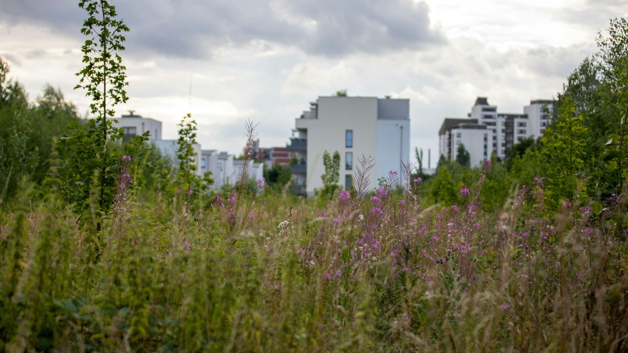 Auf dem Gelände an der Friedensstraße in Porz-Elsdorf soll eine Schule gebaut werden.