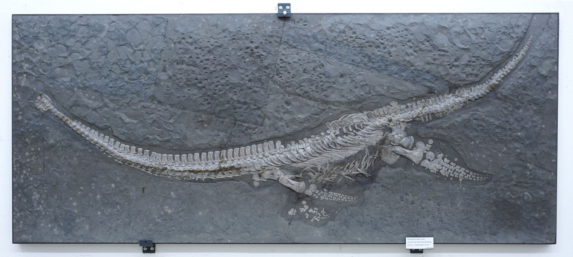 Das Fossil des Reptils Plesionectes longicollum stammt aus einem Steinbruch in Baden-Württemberg.
