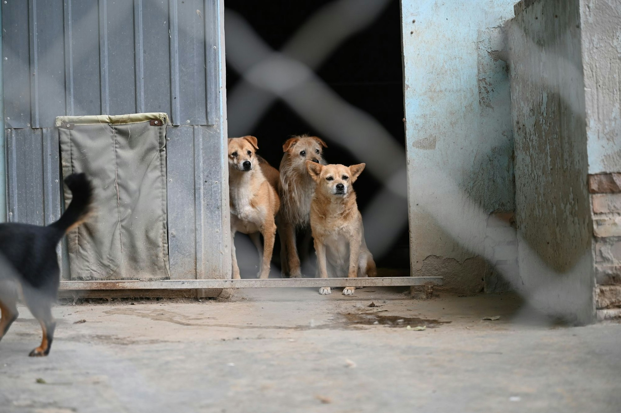 Manche Besitzer in China setzen ihre Hunde aus, etwa wenn sie umziehen müssen oder keine Zeit mehr haben.