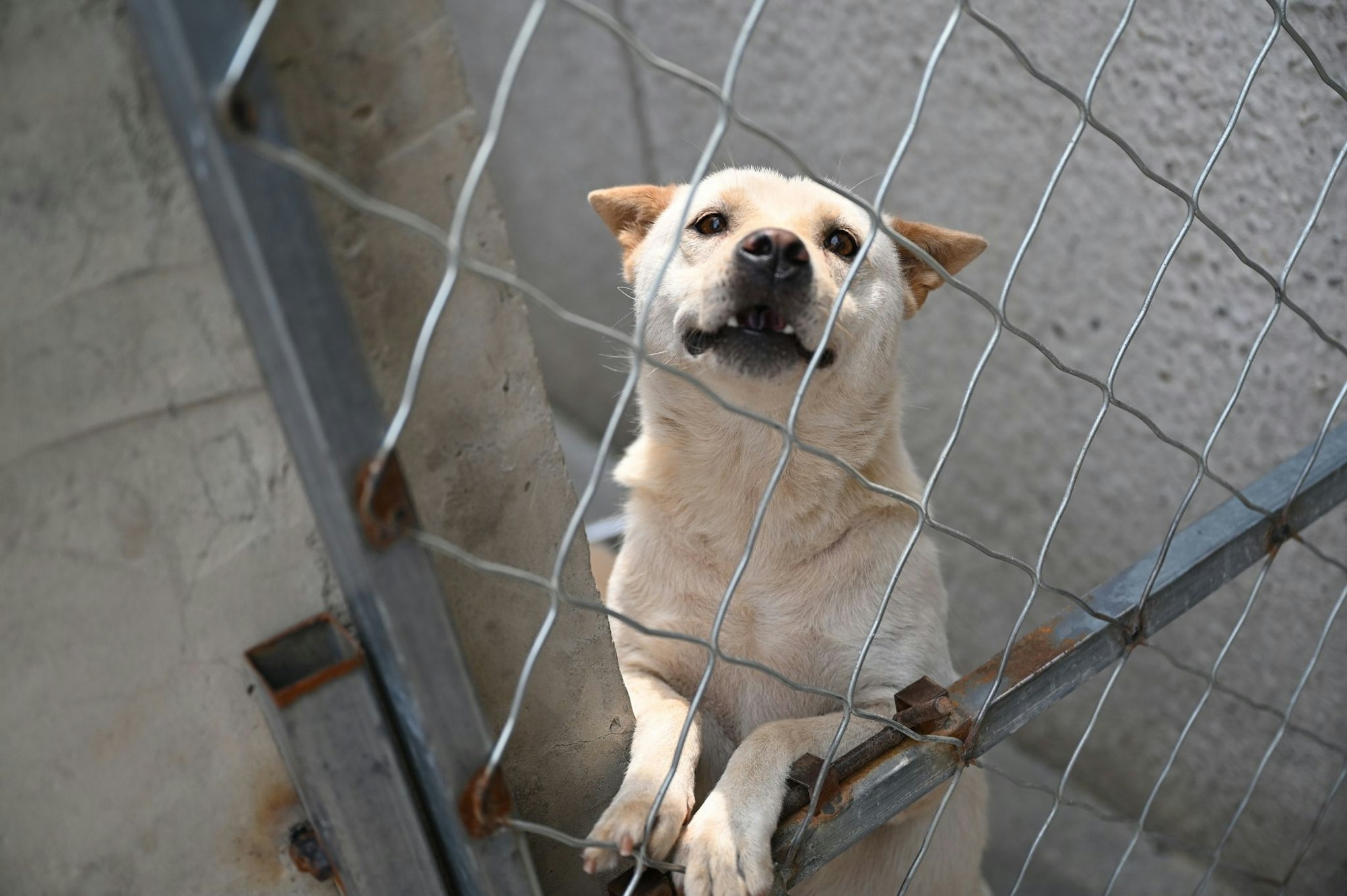 Hunde, die vor dem Hundefleisch-Fest in Yulin gerettet werden, landen oft auf Zhao Xinqis Hof.
