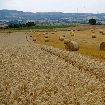 Die Getreideernte 2025 ist - wie hier auf einem Acker zwischen Hergarten und Glehn - wegen der unbeständigen Witterung zum Stillstand gekommen.