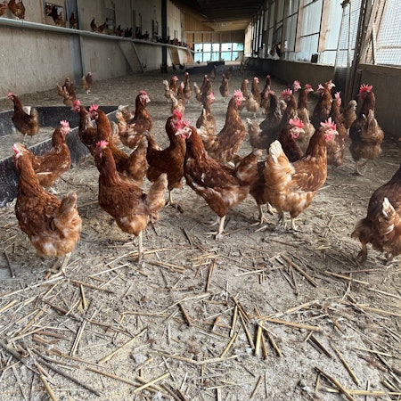 Die Hühner auf dem Geflügelhof Wirtz dürfen frei herumlaufen, wenn es regnet, gehen sie in ihren Stall.