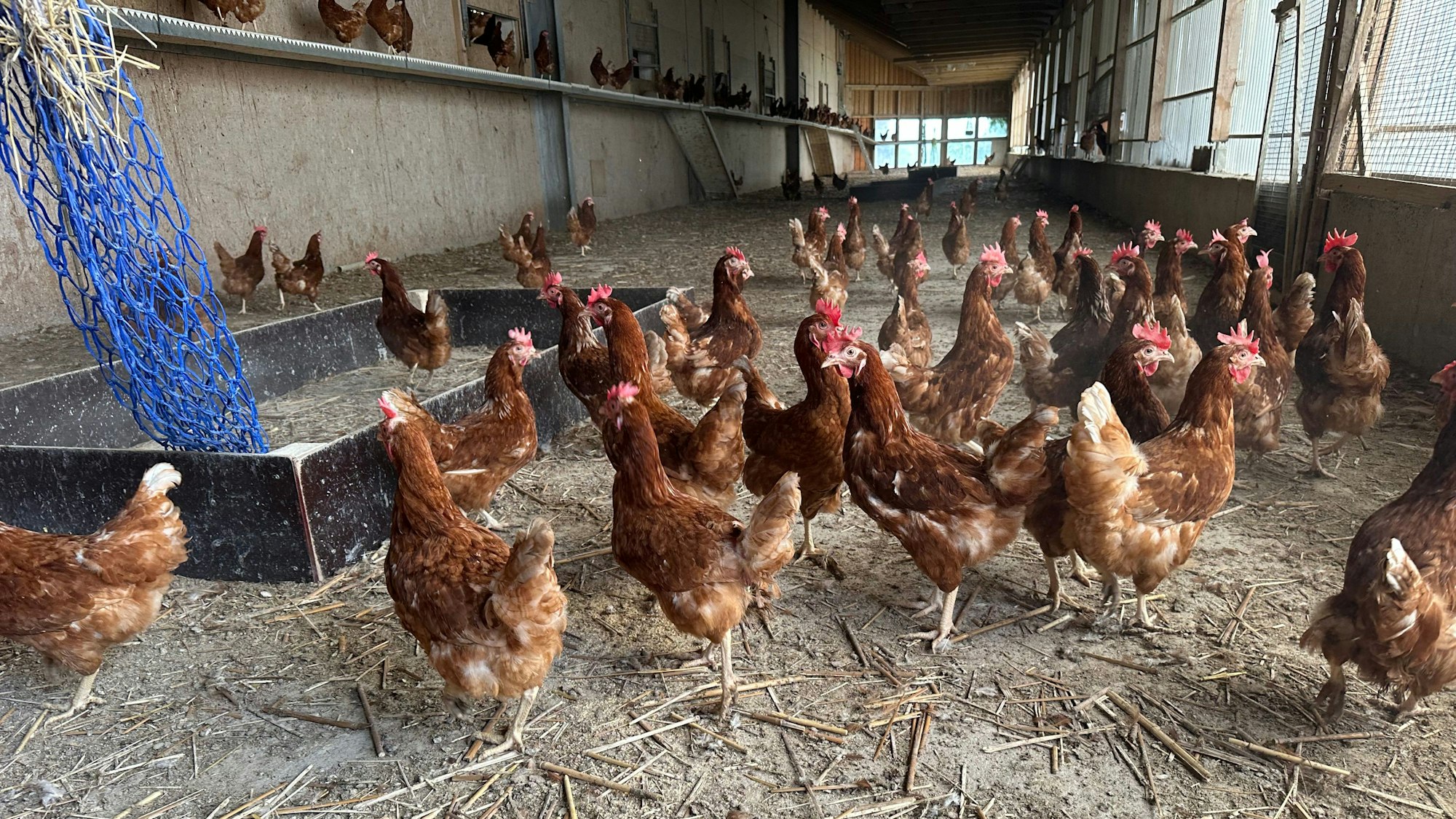 Die Hühner auf diesem Bild befinden sich in einem Stall, der ihnen viel Platz bietet.