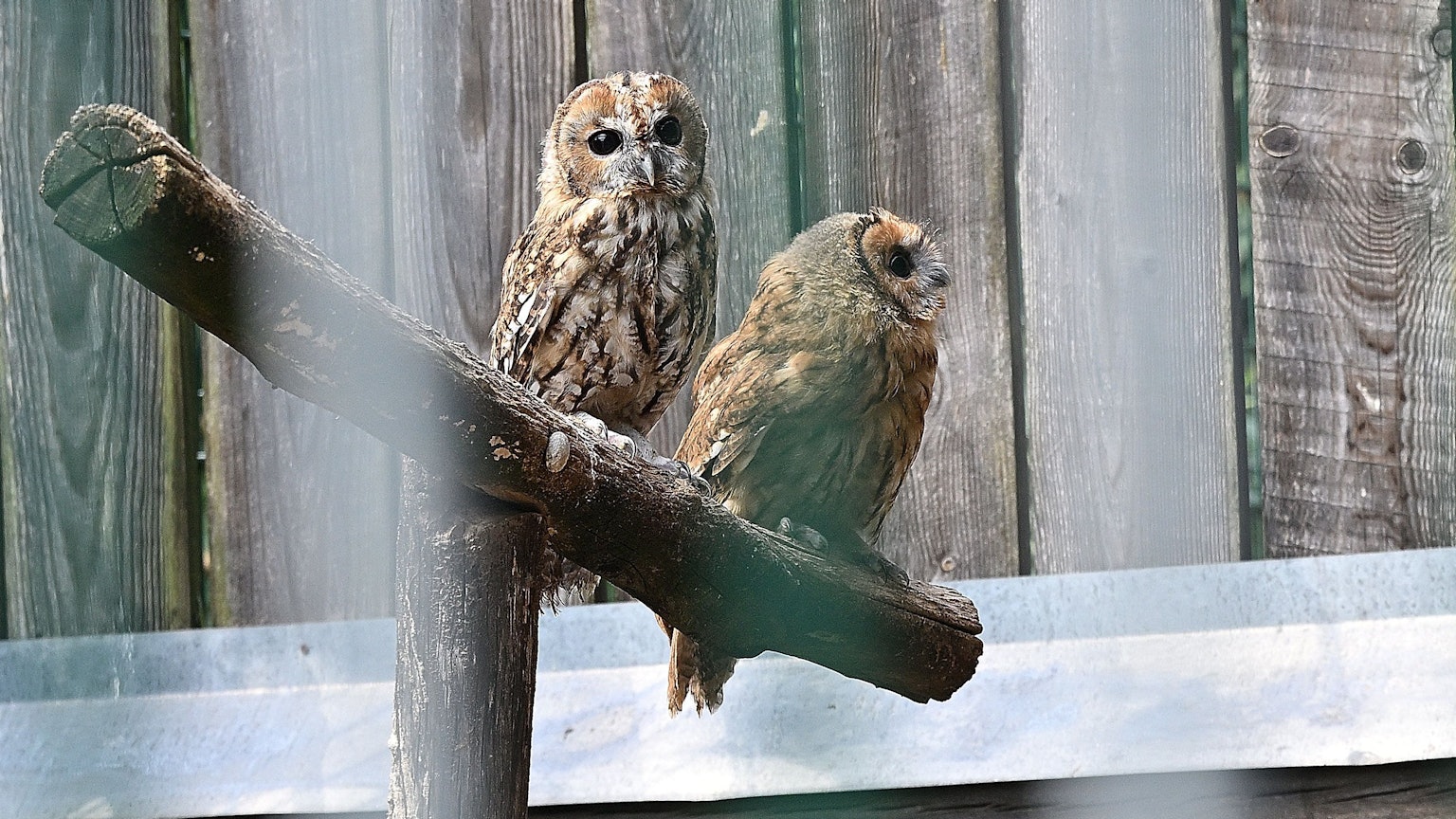 Waldkäuze gehören zu den zurzeit betreuten Tieren in der Greifvogelstation am Turmhof in Rösrath.