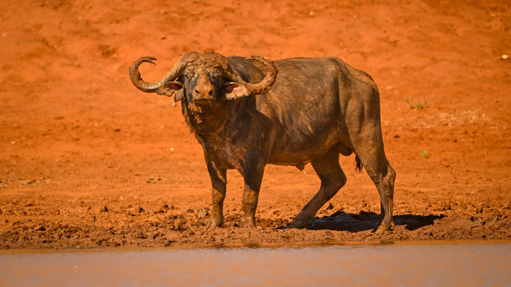 Kapbüffel am Wasser.