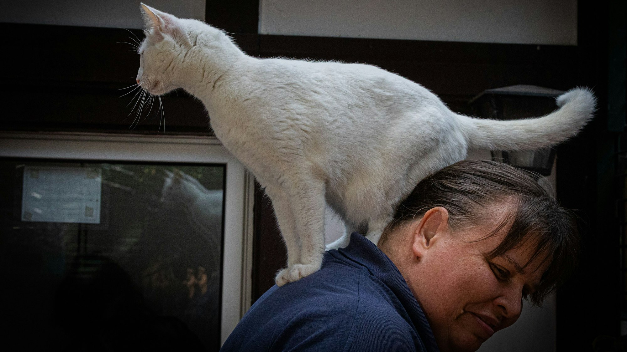 Katze „Maunzi Finchen“ sitzt auf dem Rücken der Katzenrevierleiterin Elke Sans.