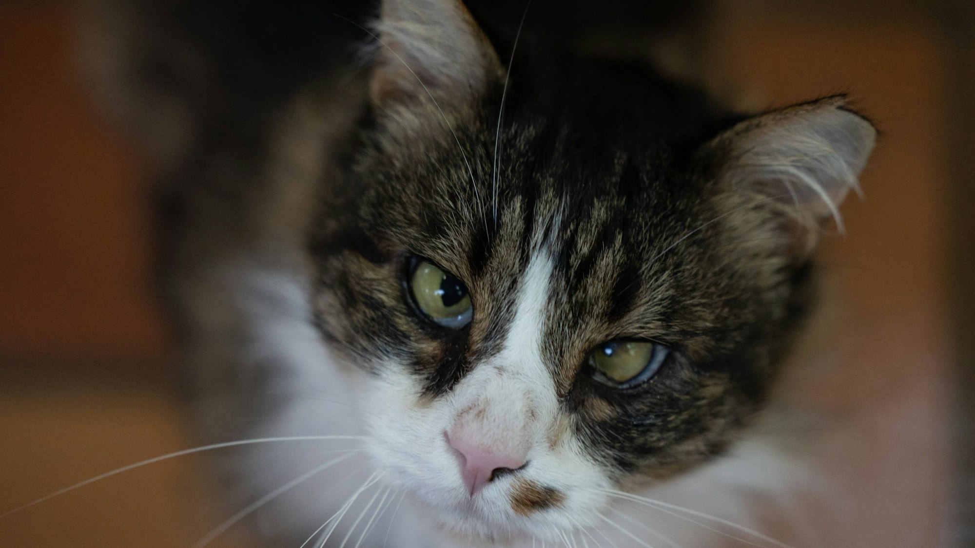 Kater Valerian kann trotz verwachsener Hornhaut am Auge einwandfrei sehen.