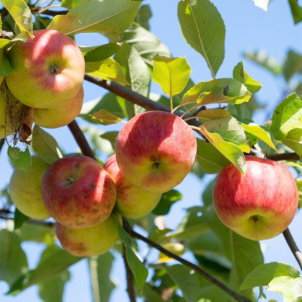 reife Äpfel hängen an einem Ast