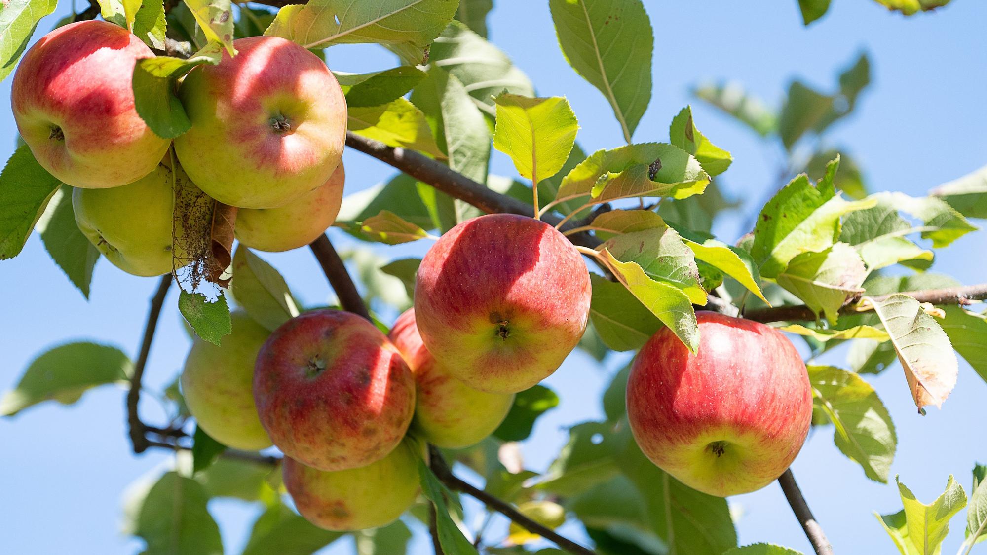 reife Äpfel hängen an einem Ast