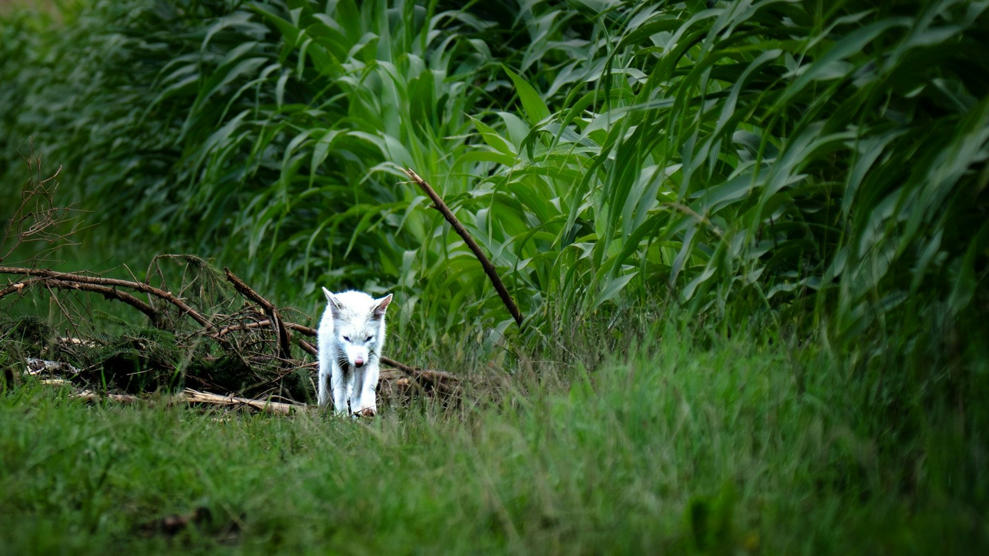 Das Fell des Fuchses war nicht flauschig genug für einen Polarfuchs.