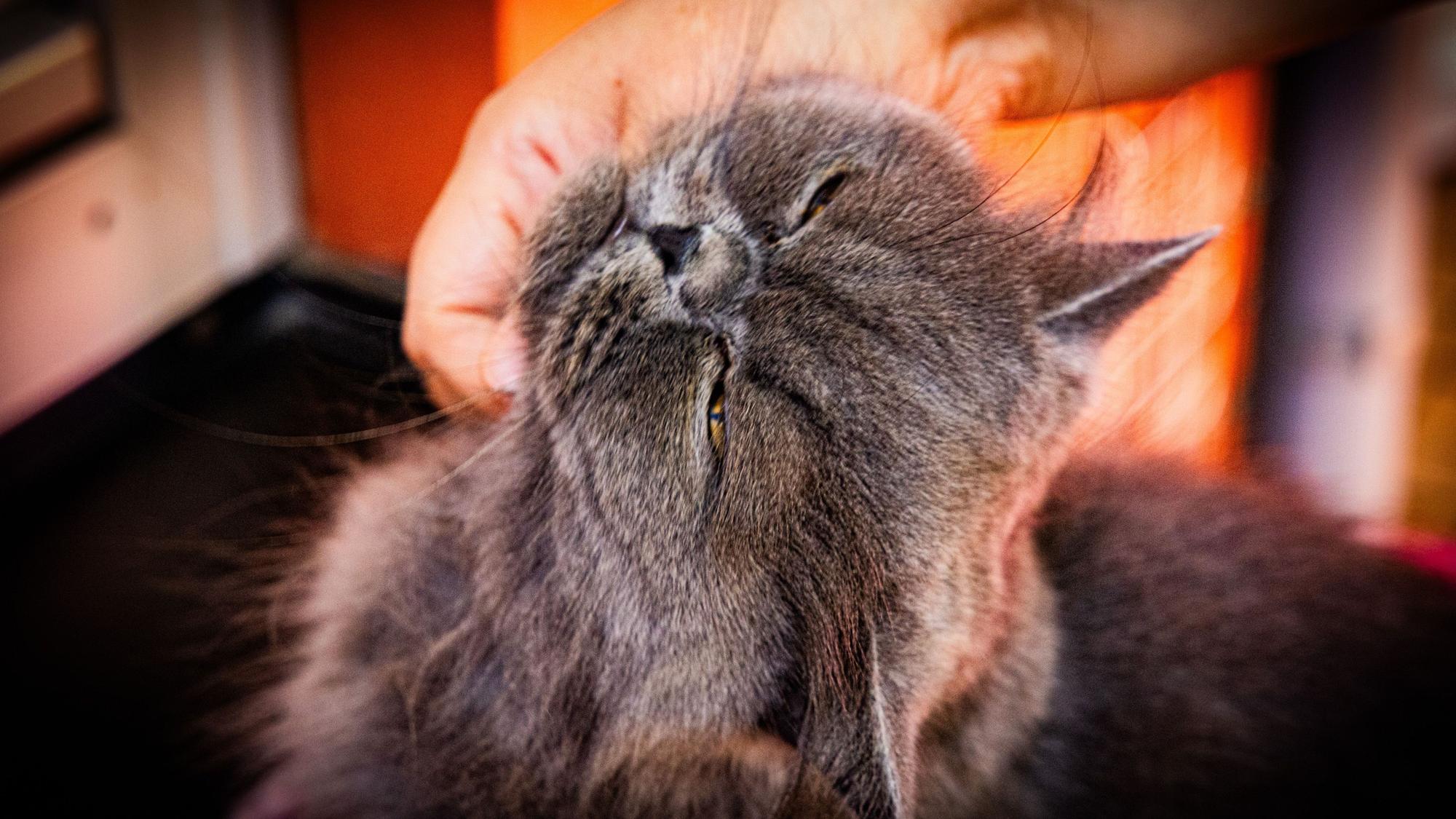 Katze „Karen“ genießt die Streicheleinheit.