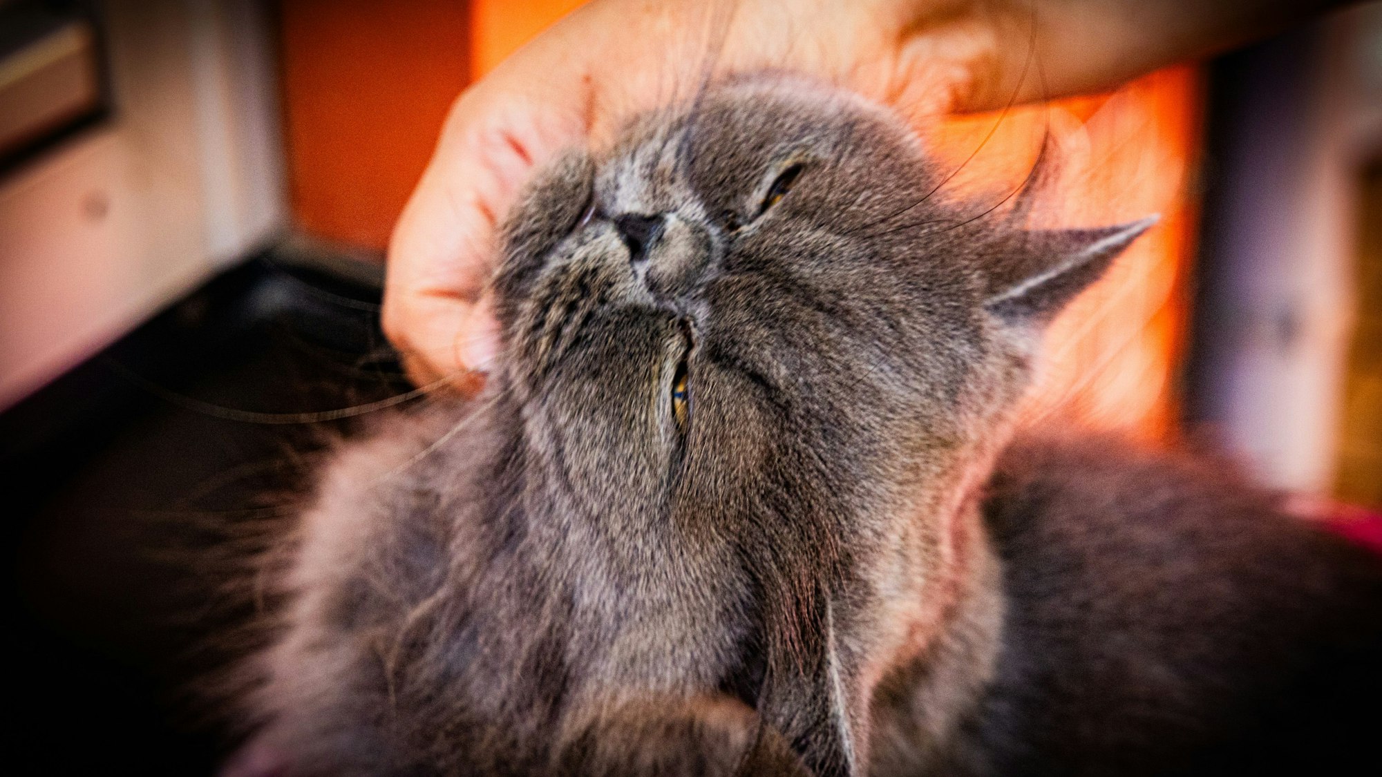 Katze „Karen“ genießt die Streicheleinheit.