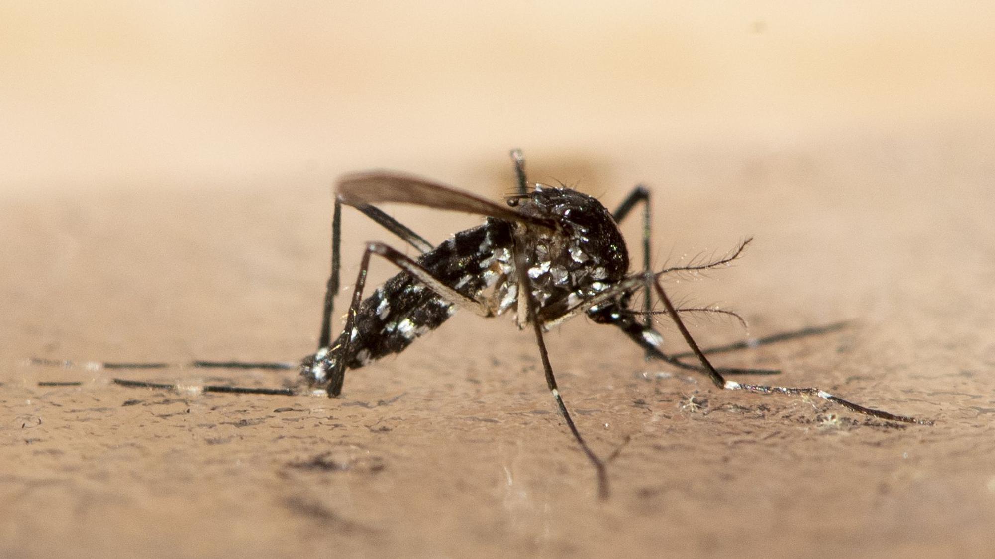 Die asiatische Tigermücke zeichnet sich durch ein schwarz-weißes Muster aus. Zudem ist sie kleiner als heimische Mücke und sticht hauptsächlich tagsüber.