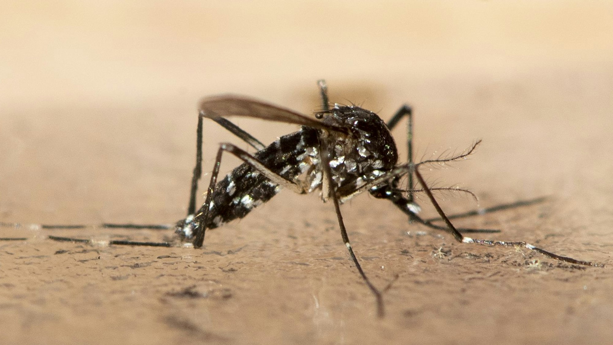 Die asiatische Tigermücke zeichnet sich durch ein schwarz-weißes Muster aus. Zudem ist sie kleiner als heimische Mücke und sticht hauptsächlich tagsüber.