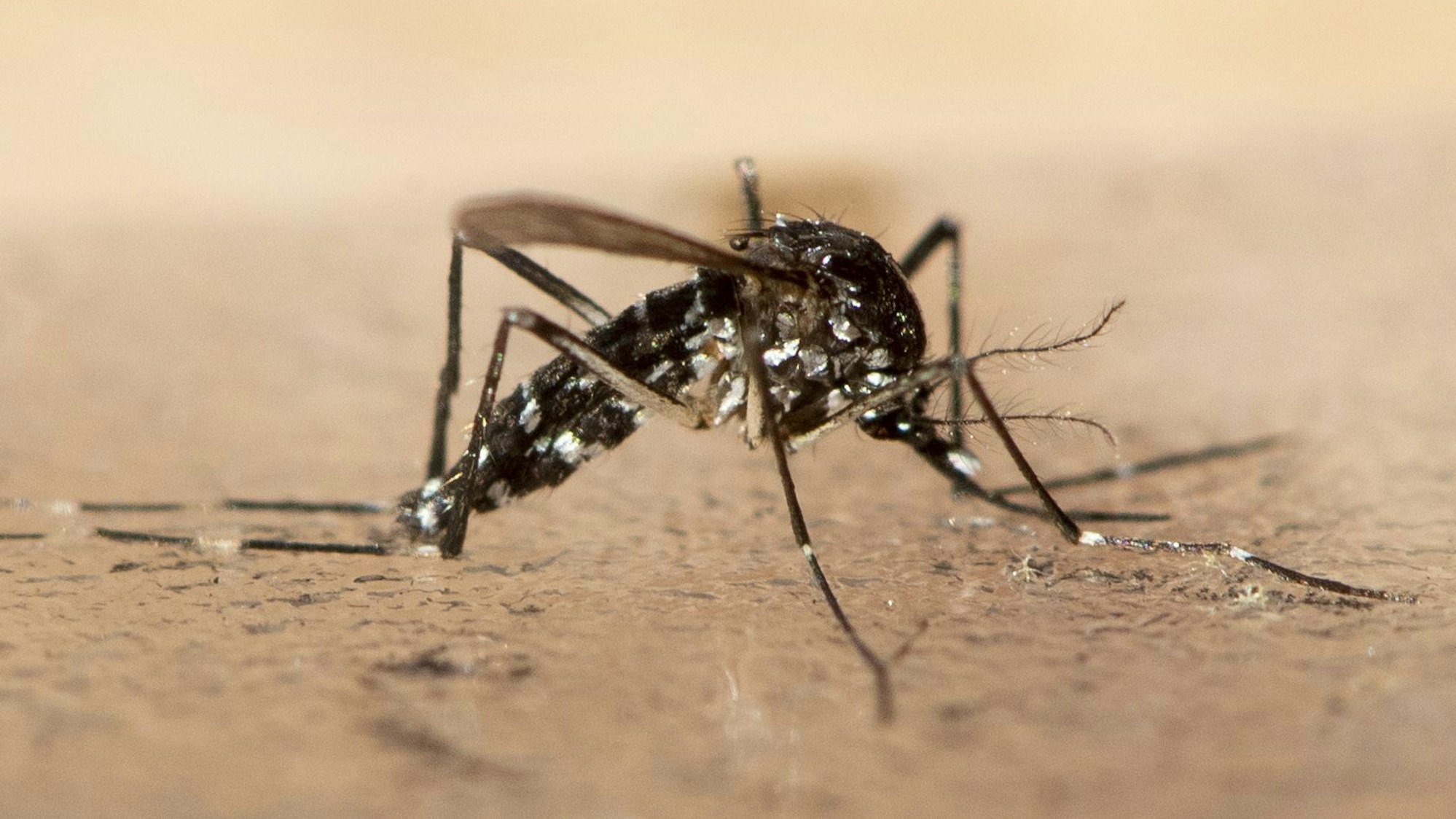 Die asiatische Tigermücke ist kleiner als andere Arten und zeichnet sich durch ihr schwarz-weißes Muster aus.