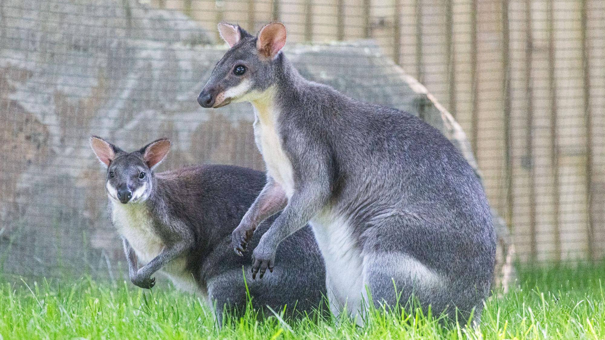 Noch sind sie sehr scheu: die beiden zartgrauen Kängurus sind neu im Kölner Zoo.