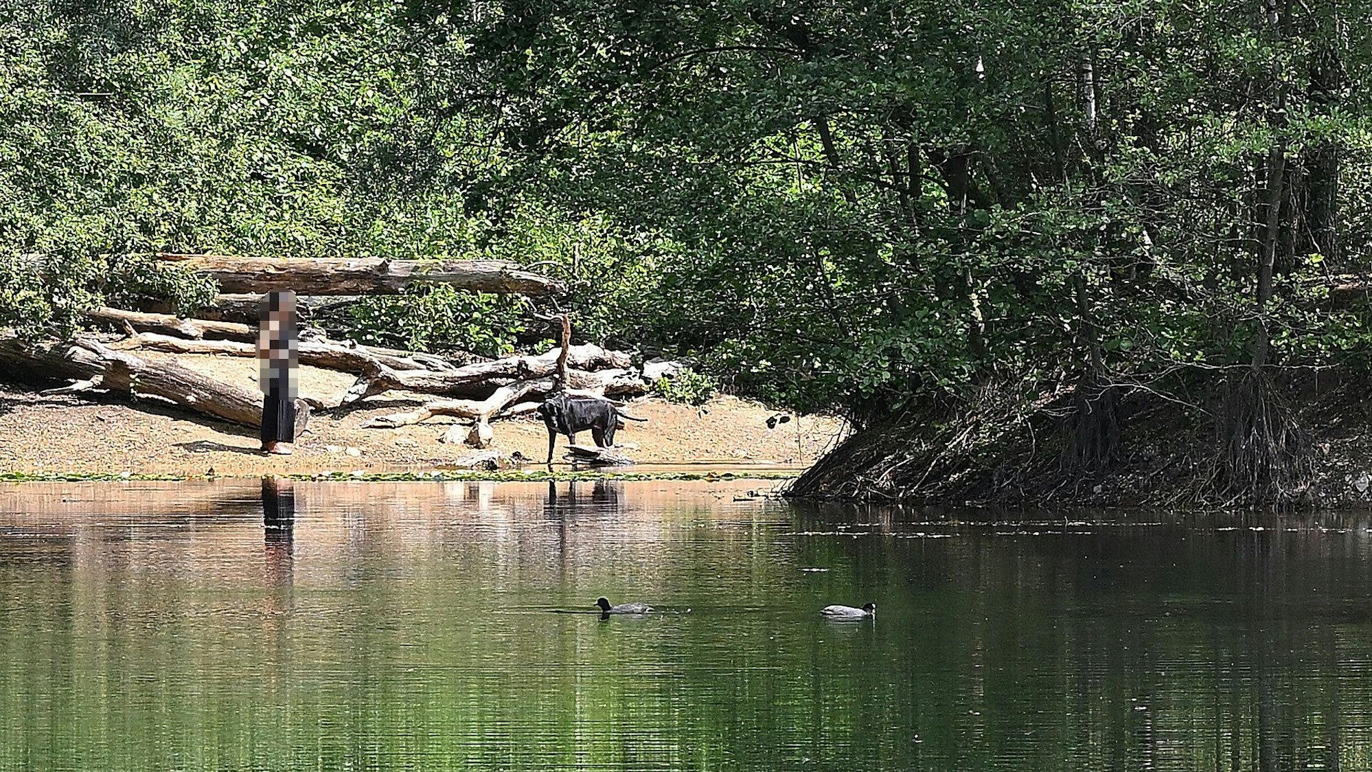 Freilaufender Hund im Naturschutzgebiet Grube Cox.