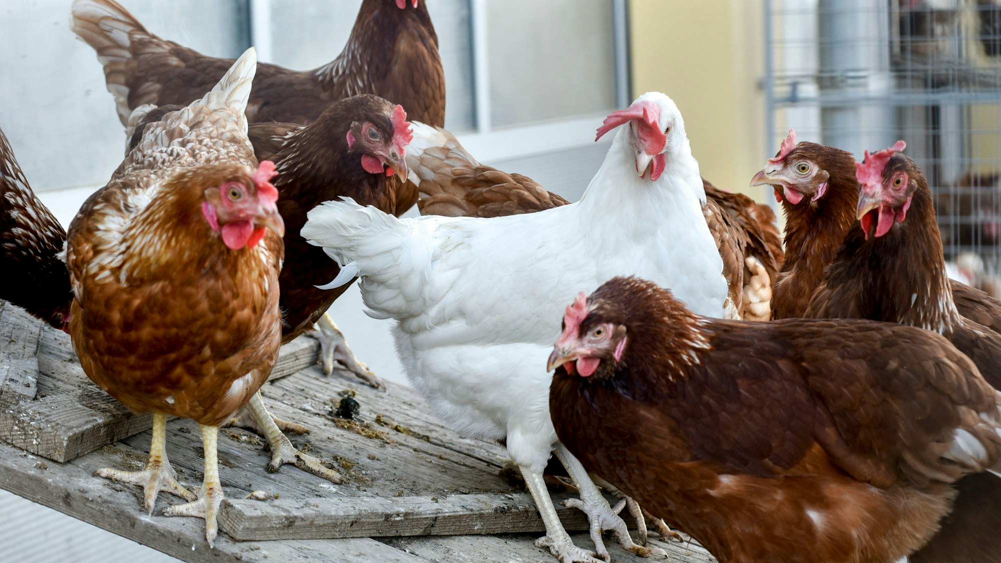 Das Foto zeigt Hühner.
