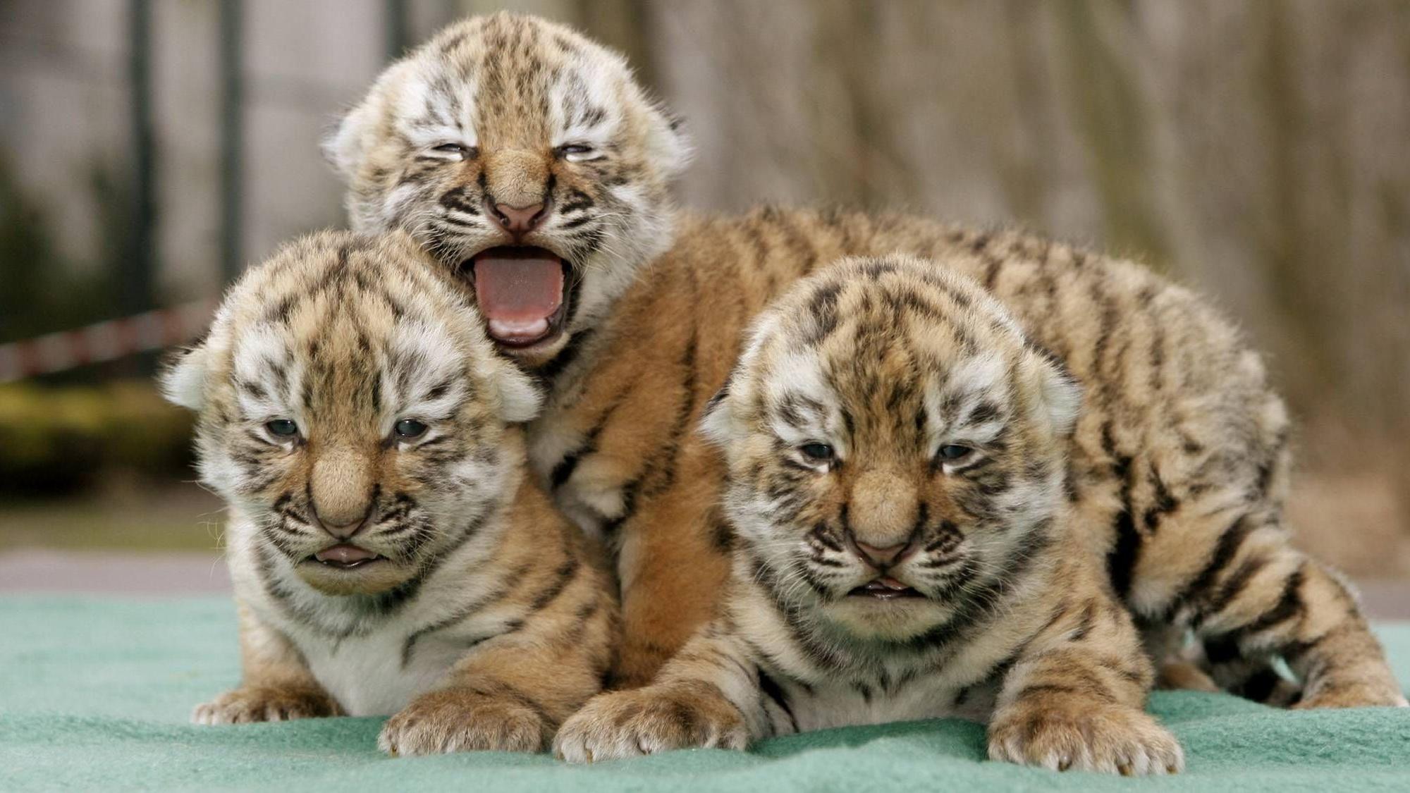 Drei Sibirische Tigerbabys (Amurtiger, Panthera tigris altaica) sitzen im Zoo in Leipzig beisammen.