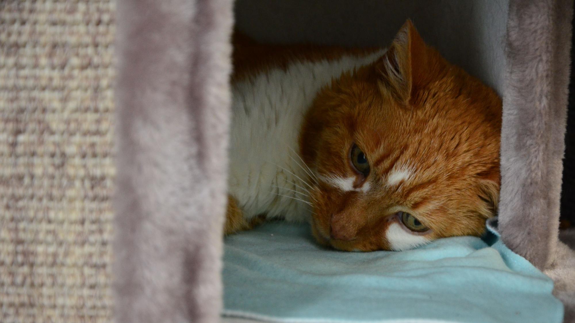 Der orange Kater hat weiße Flecken im Gesicht und am Hals. Er liegt in seinem Katzenbaum, den Kopf auf eine Decke gelegt.