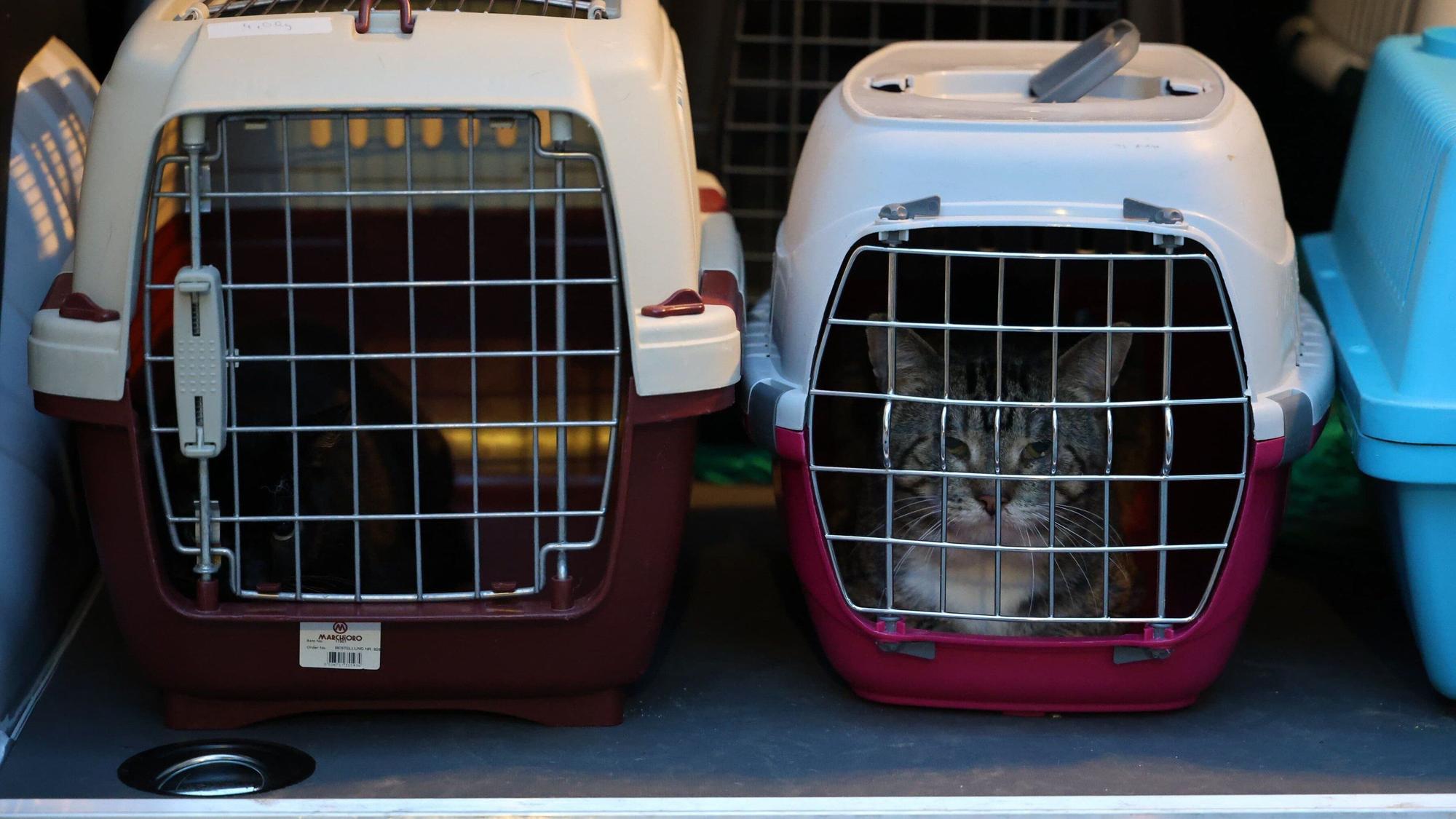 Die Katzen wurden auf verschiedeneTierheime verteilt.