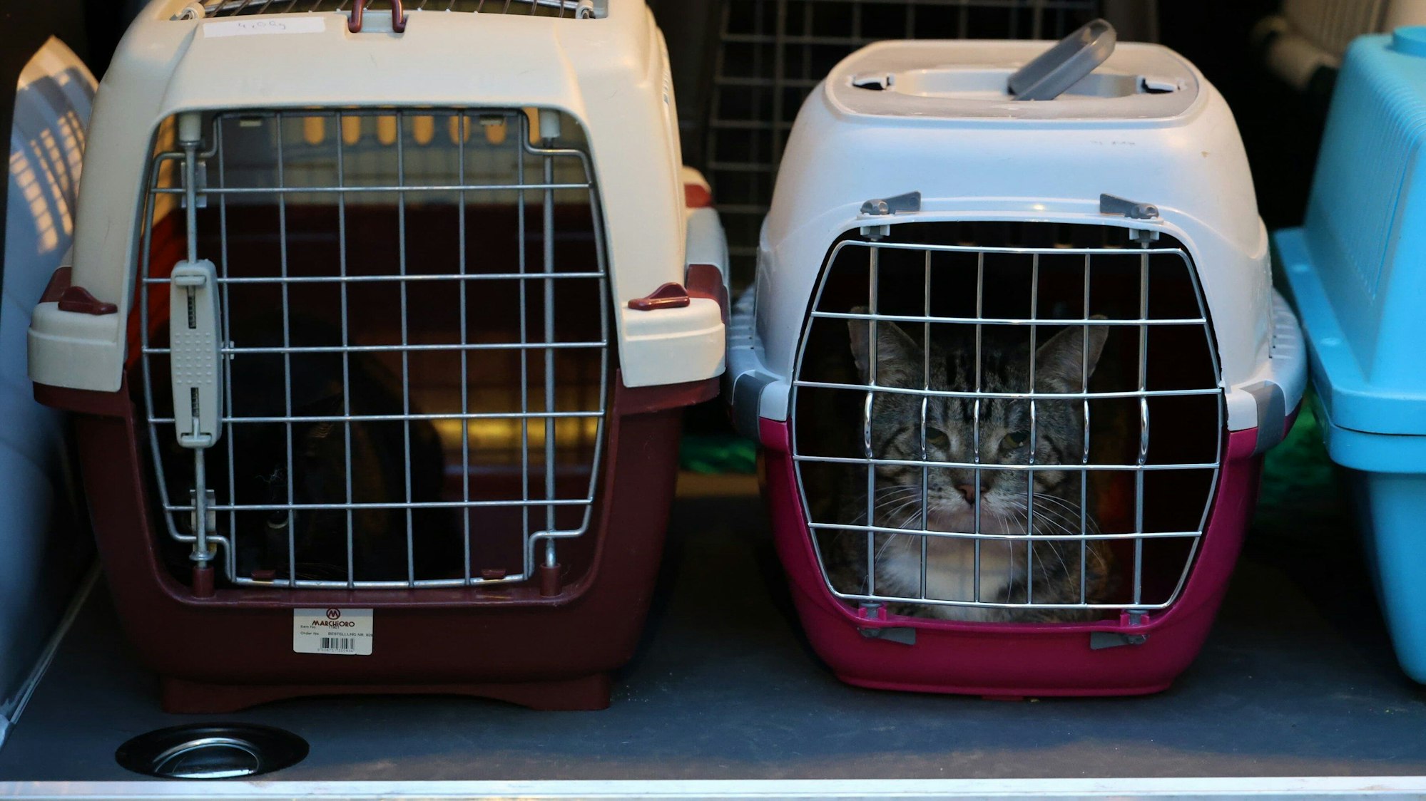 Die Katzen wurden auf verschiedeneTierheime verteilt.