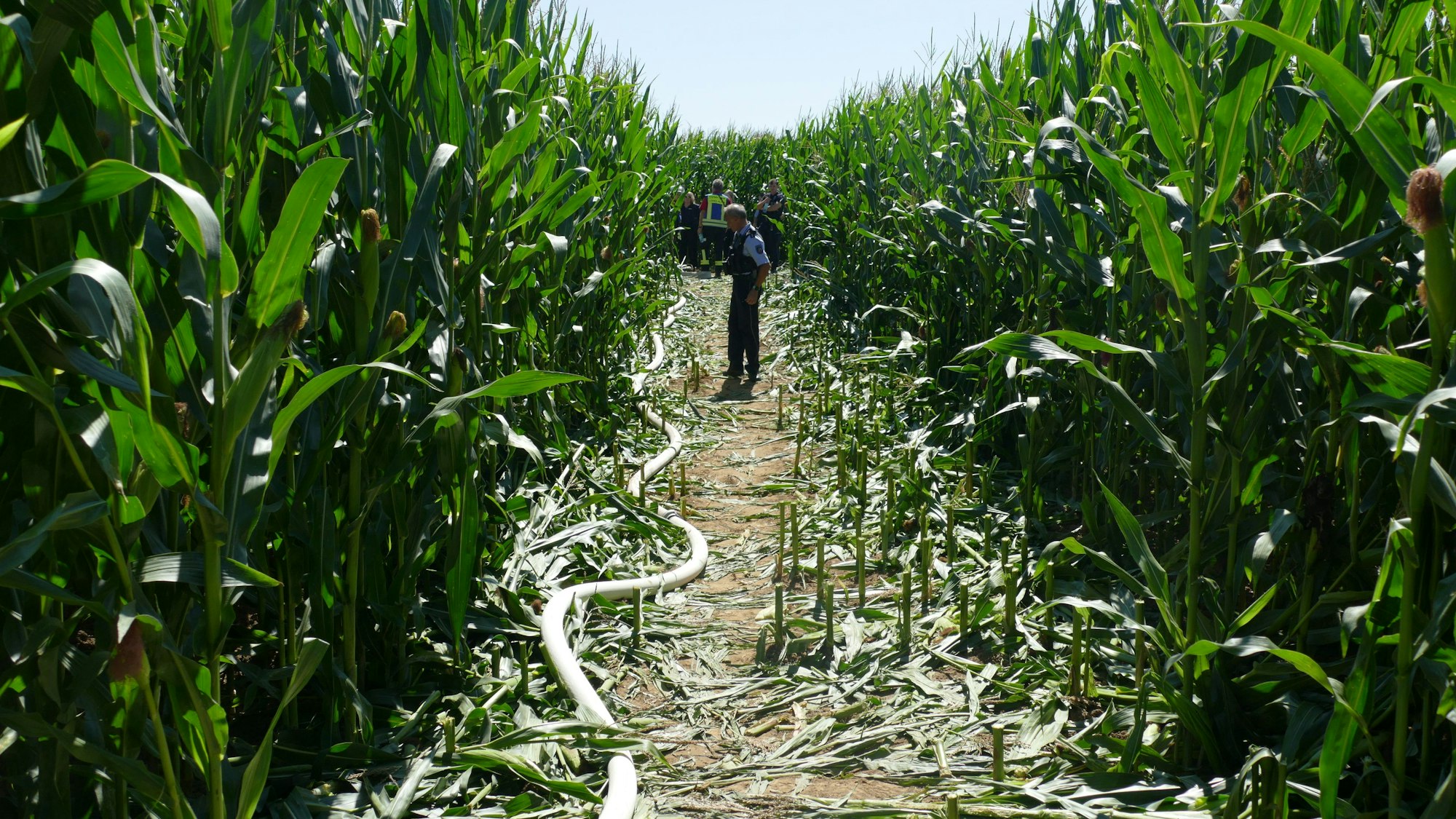 Die Feuerwehr schnitt eine Schneise in das Maisfeld, um die Verletzten zu erreichen.