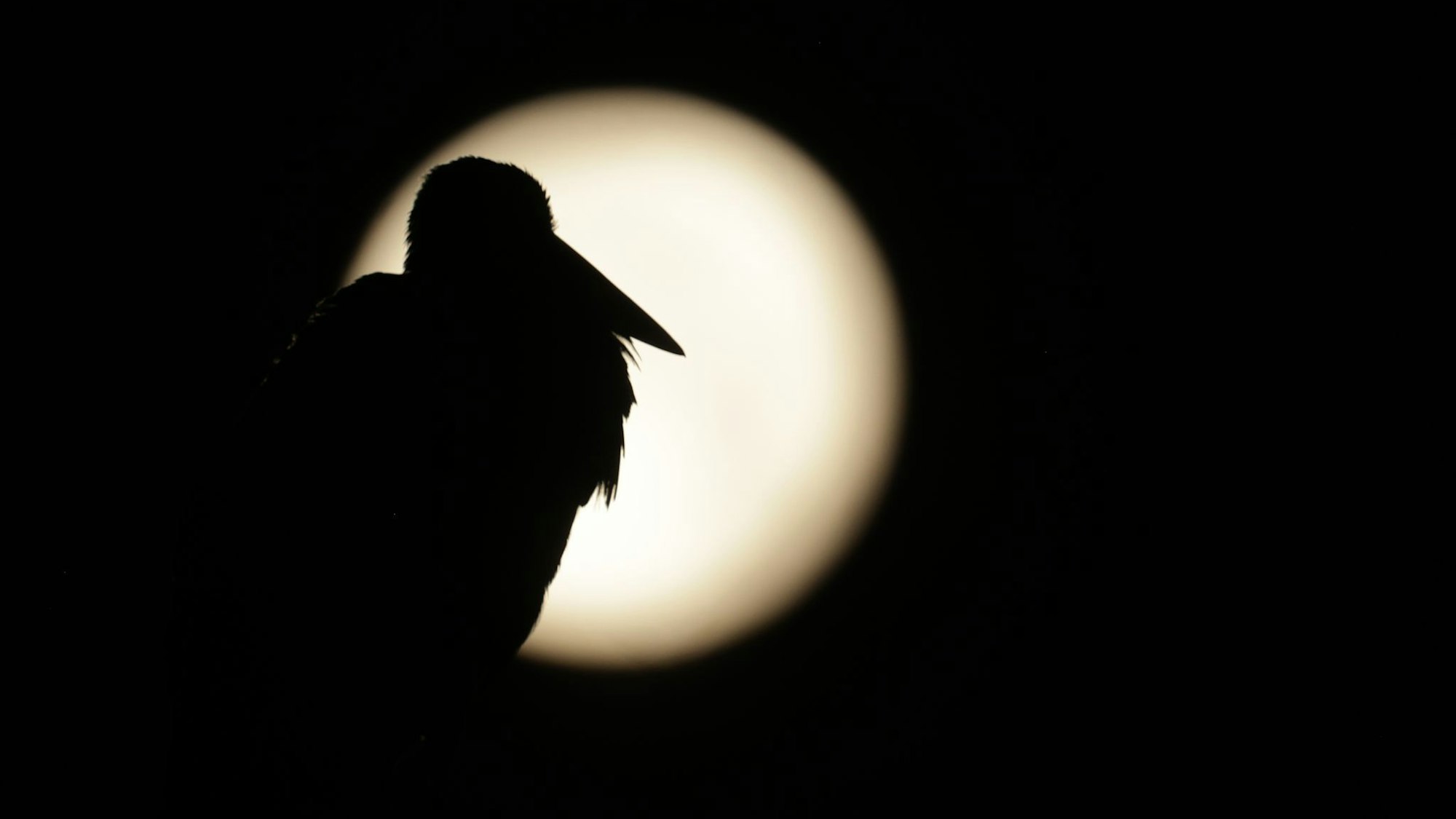 Bild vom Vollmond.