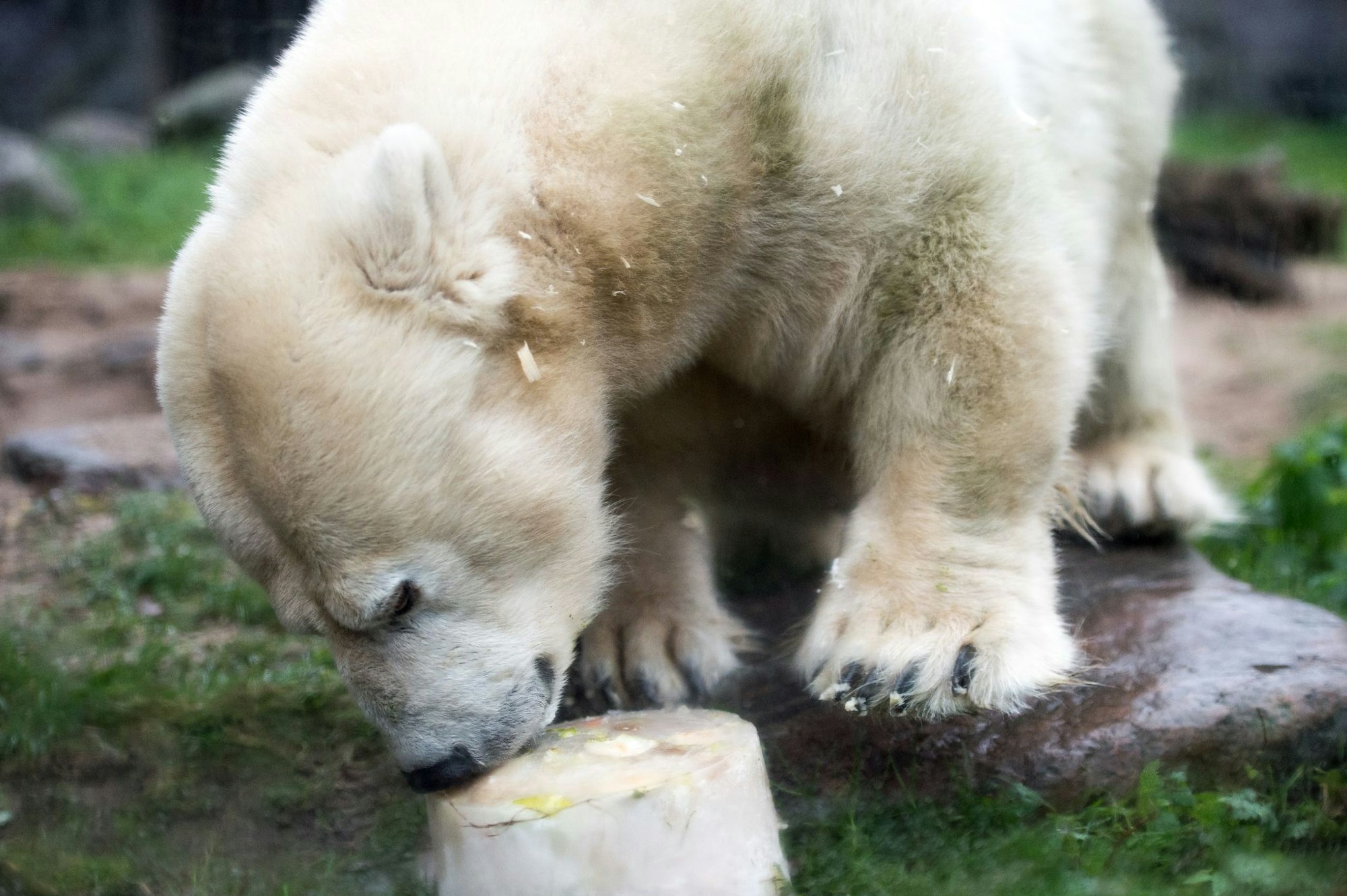 Die kleinwüchsige Eisbärdame Antonia ist tot. Hier freute sie sich zu Weihnachten im Jahr 2017 über eine Eistorte als Mahlzeit. (Archivbild)