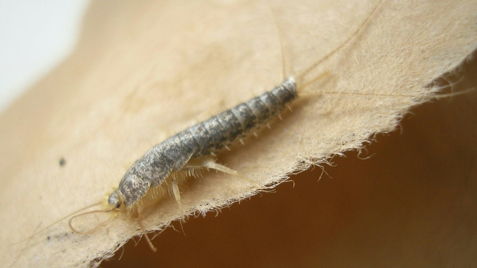 Ein Papierfischchen