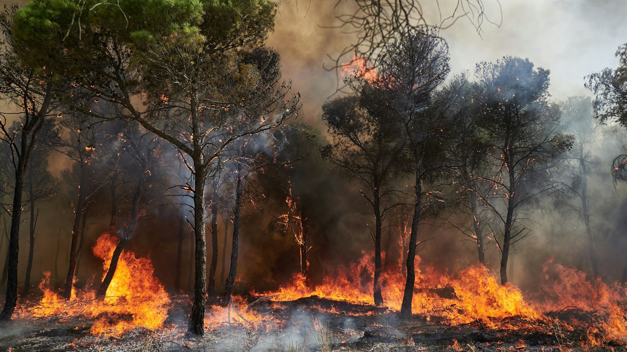 Ein Wald brennt im spanischen Carcastillo. (Archivbild)