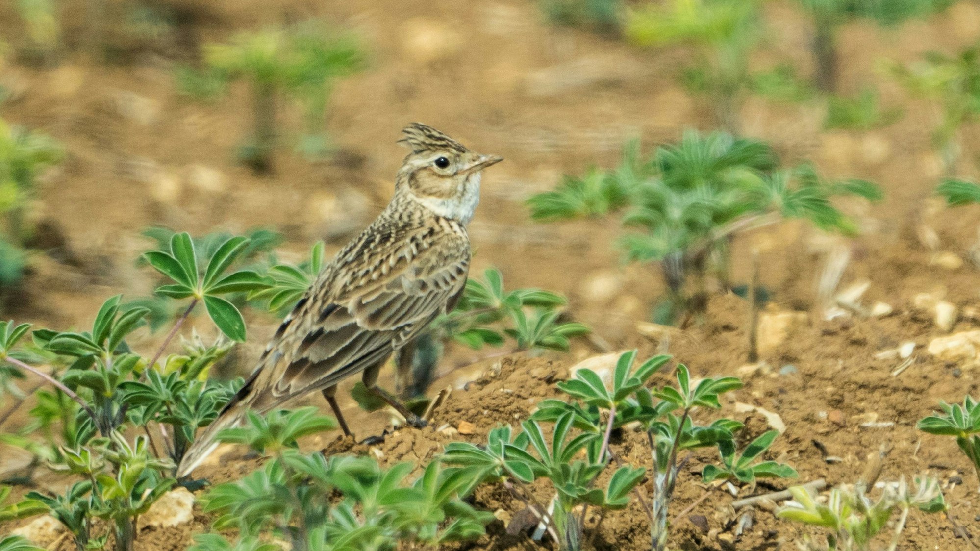 Die Feldlerche ist ein typischer Vertreter der Vögel, die sich auf landwirtschaftlichen Flächen aufhalten.