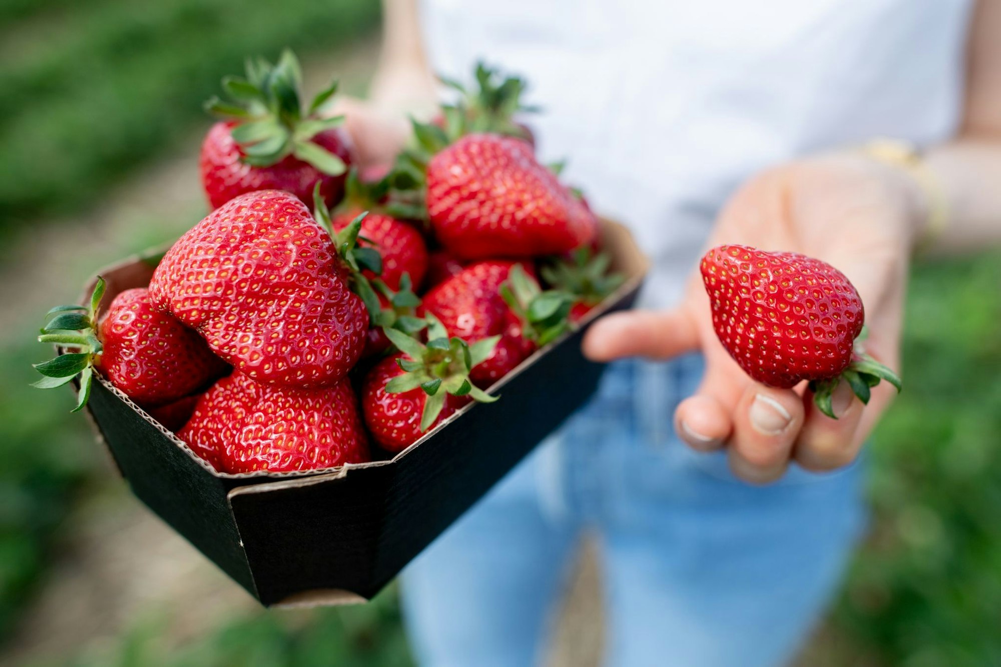 Mit einer KI kann der Roboter reife Erdbeeren erkennen. (Symbolbild)