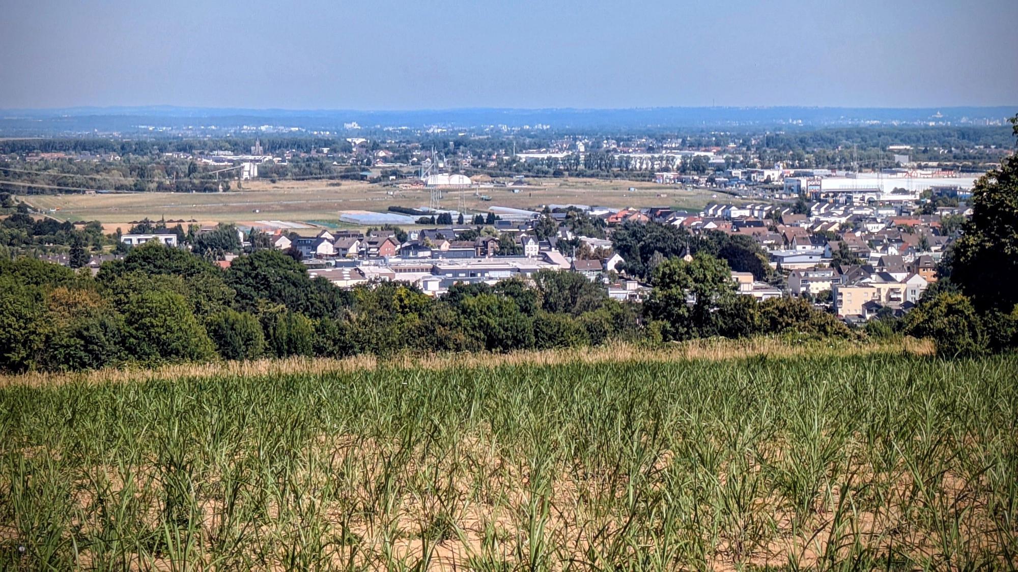Oberhalb von Roisdorf hat Landwirt Robert Dreesen zweieinhalb Hektar Fläche mit Miscanthus bepflanzt. Die Uni Bonn begleitet das Pilotprojekt.