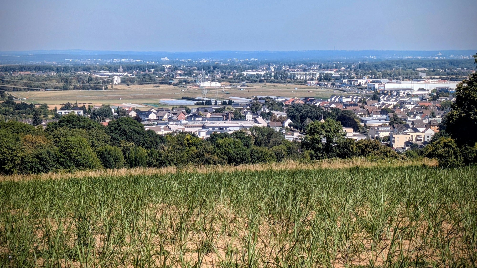 Oberhalb von Roisdorf hat Landwirt Robert Dreesen zweieinhalb Hektar Fläche mit Miscanthus bepflanzt. Die Uni Bonn begleitet das Pilotprojekt.