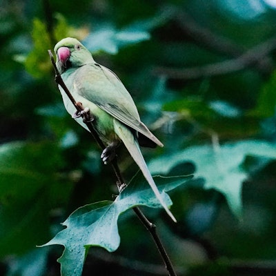 Ein Halsbandsittich sitzt auf einem Baum.