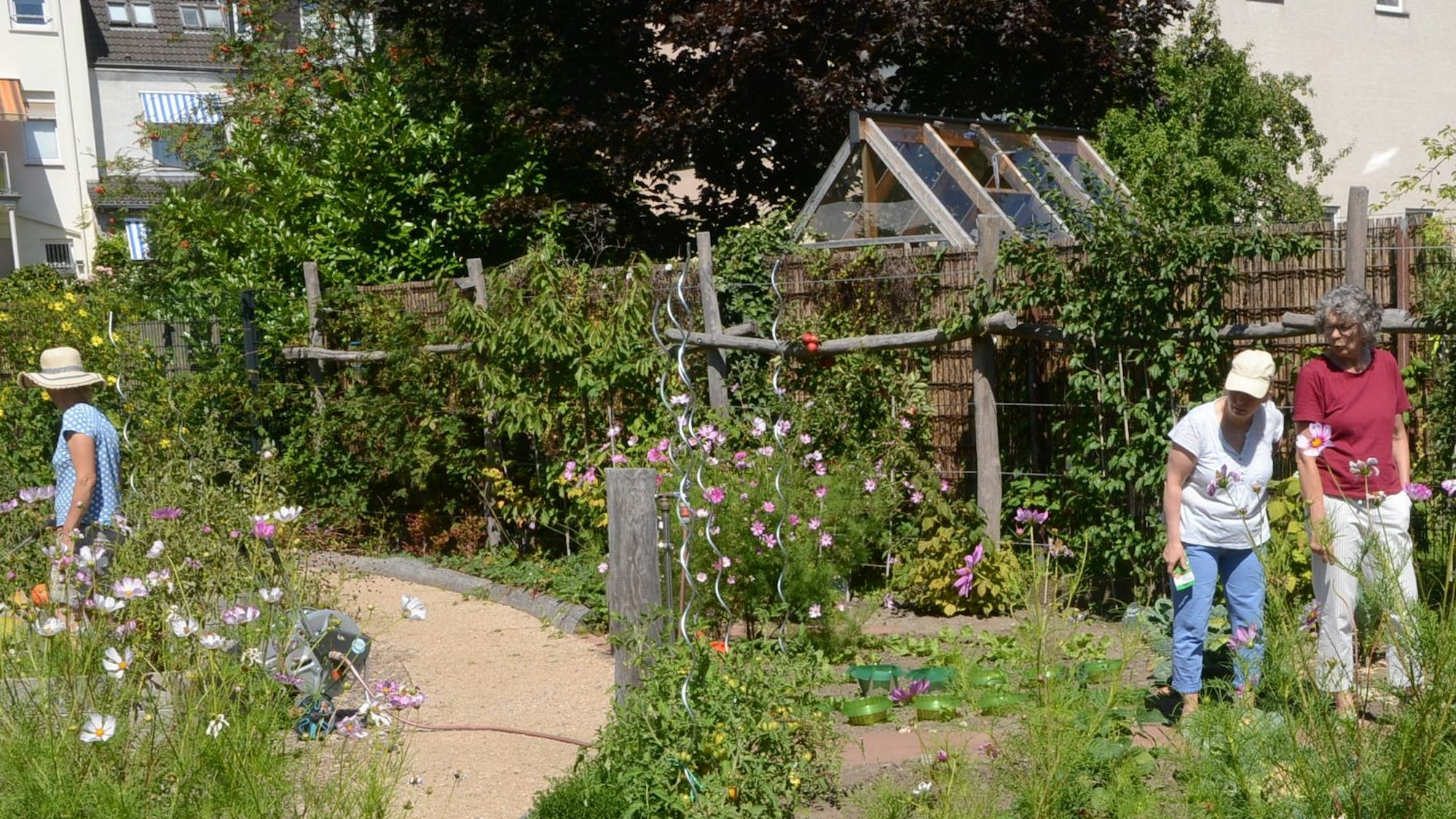 Der Gemeinschaftsgarten an der Cecilienstraße in Siegburg, Birgit Kellers ist Angestellte im Evangelischen Jugendwerk und die Koordinatorin vor Ort.