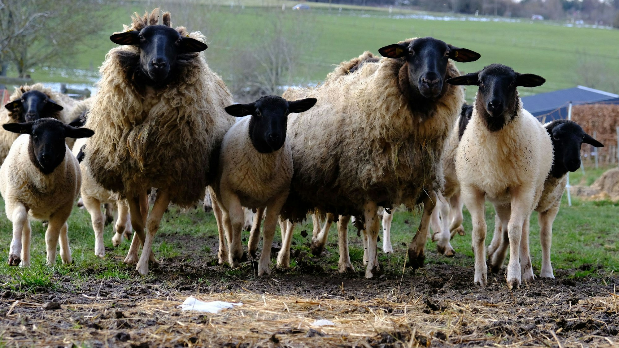 Rhönschafe auf einer Wiese bei Schleiden Morsbach.