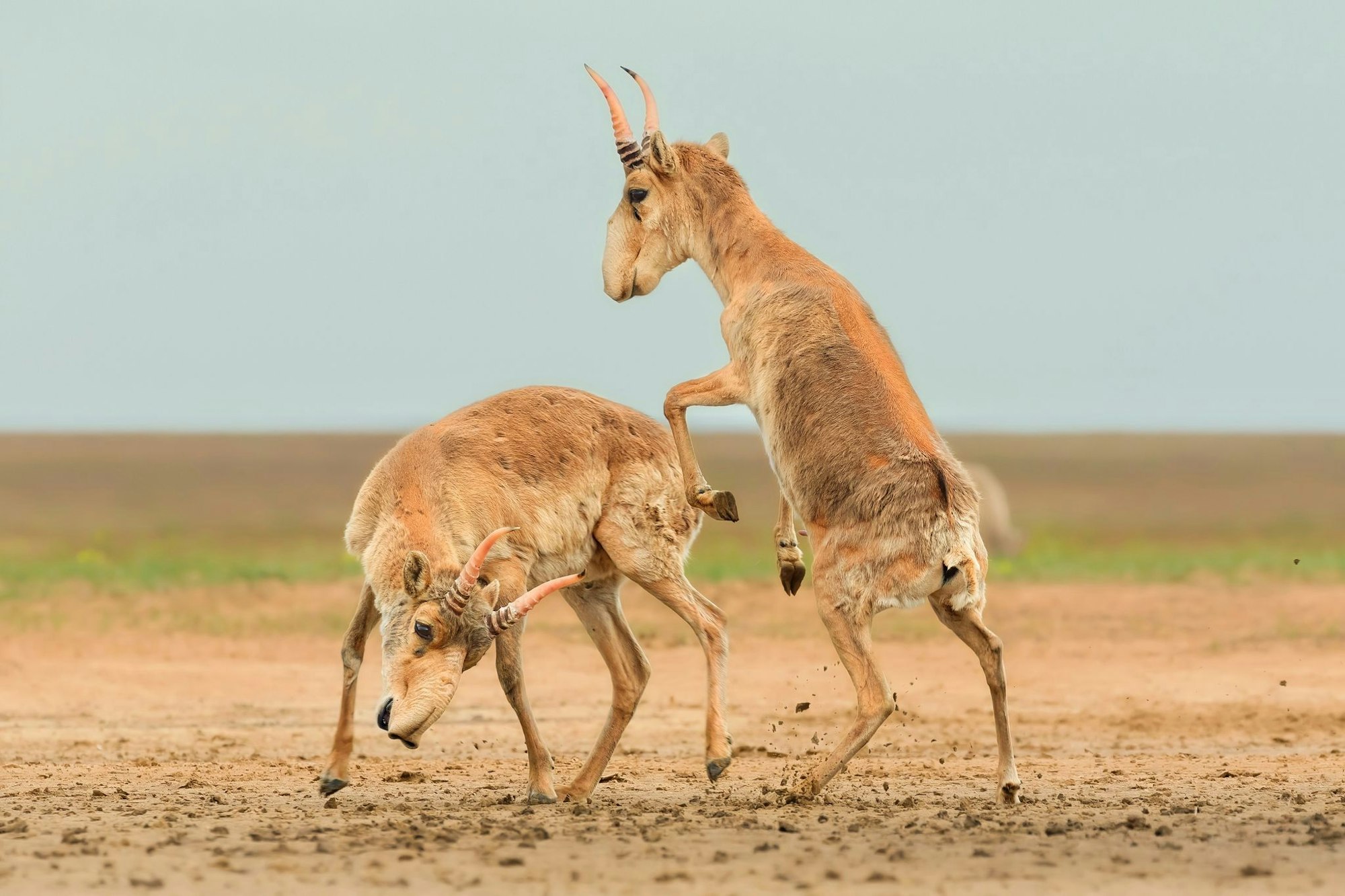 Die Antilopen sind in der zentralasiatischen Steppe beheimatet.