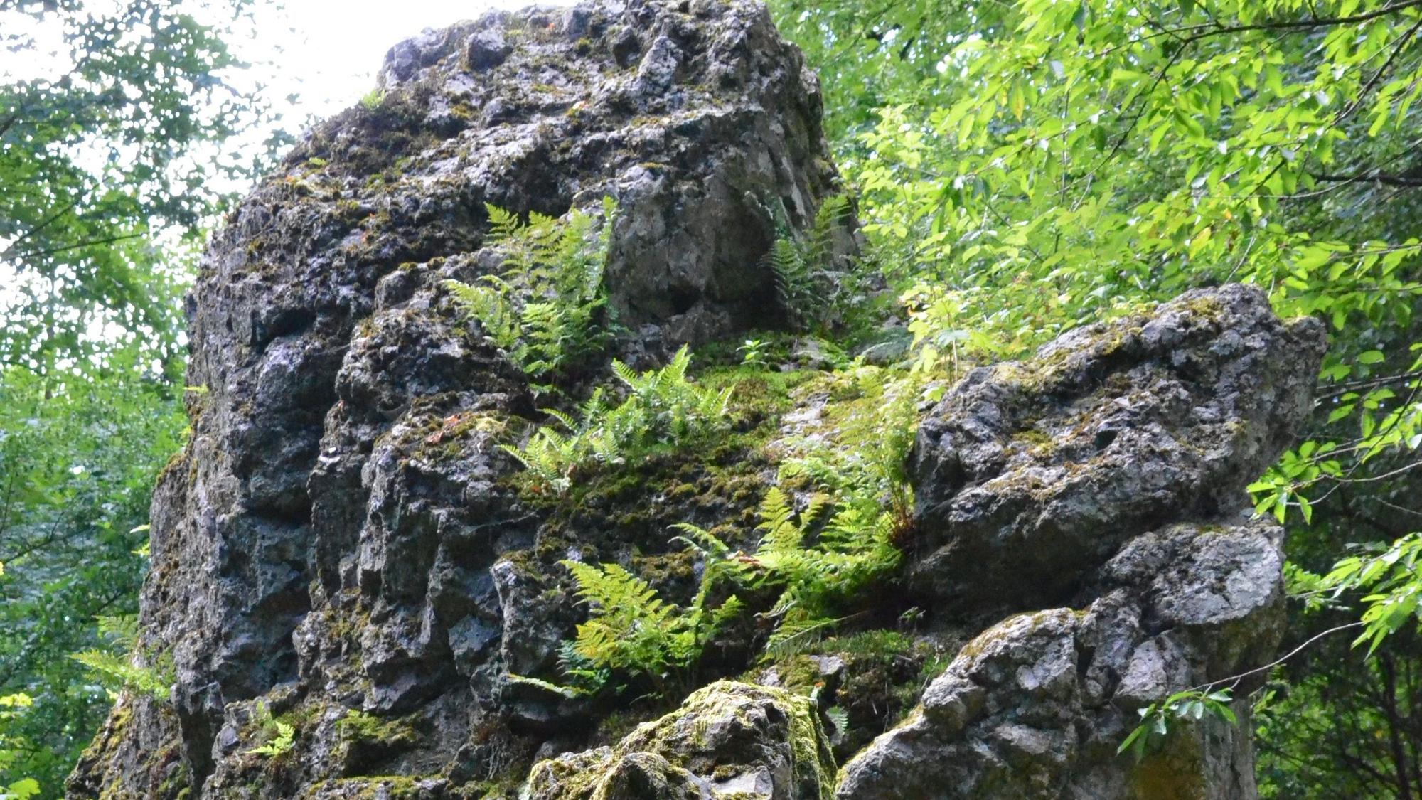 Große Felsen in einem Wald.