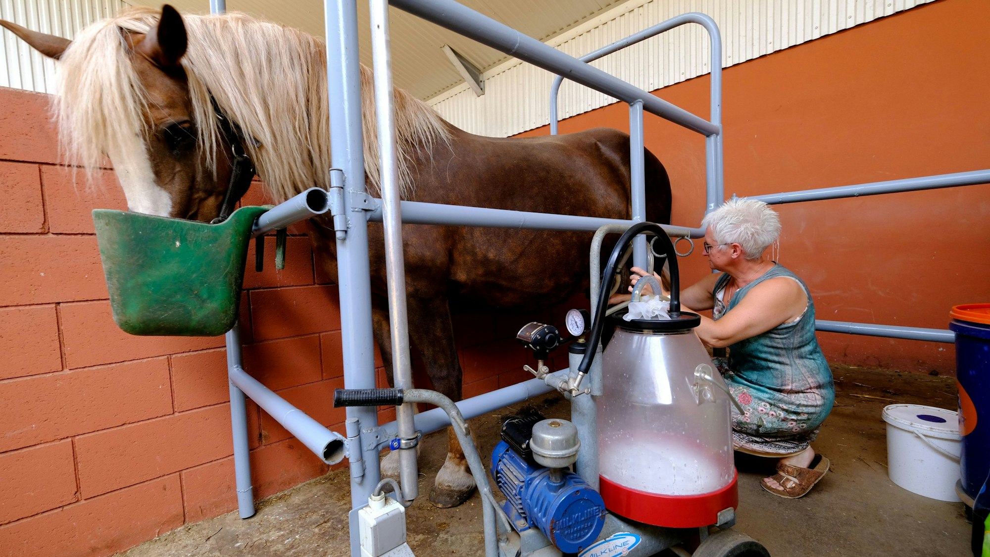 Tanja Kessler aus Honsfeld bei Büllingen (Belgien) beim Melken einer ihrer Stuten. Das Pferd steht in einer Box, frisst aus einem grünen Eimer. Im Vordergrund ist die Melkmaschine zu sehen.