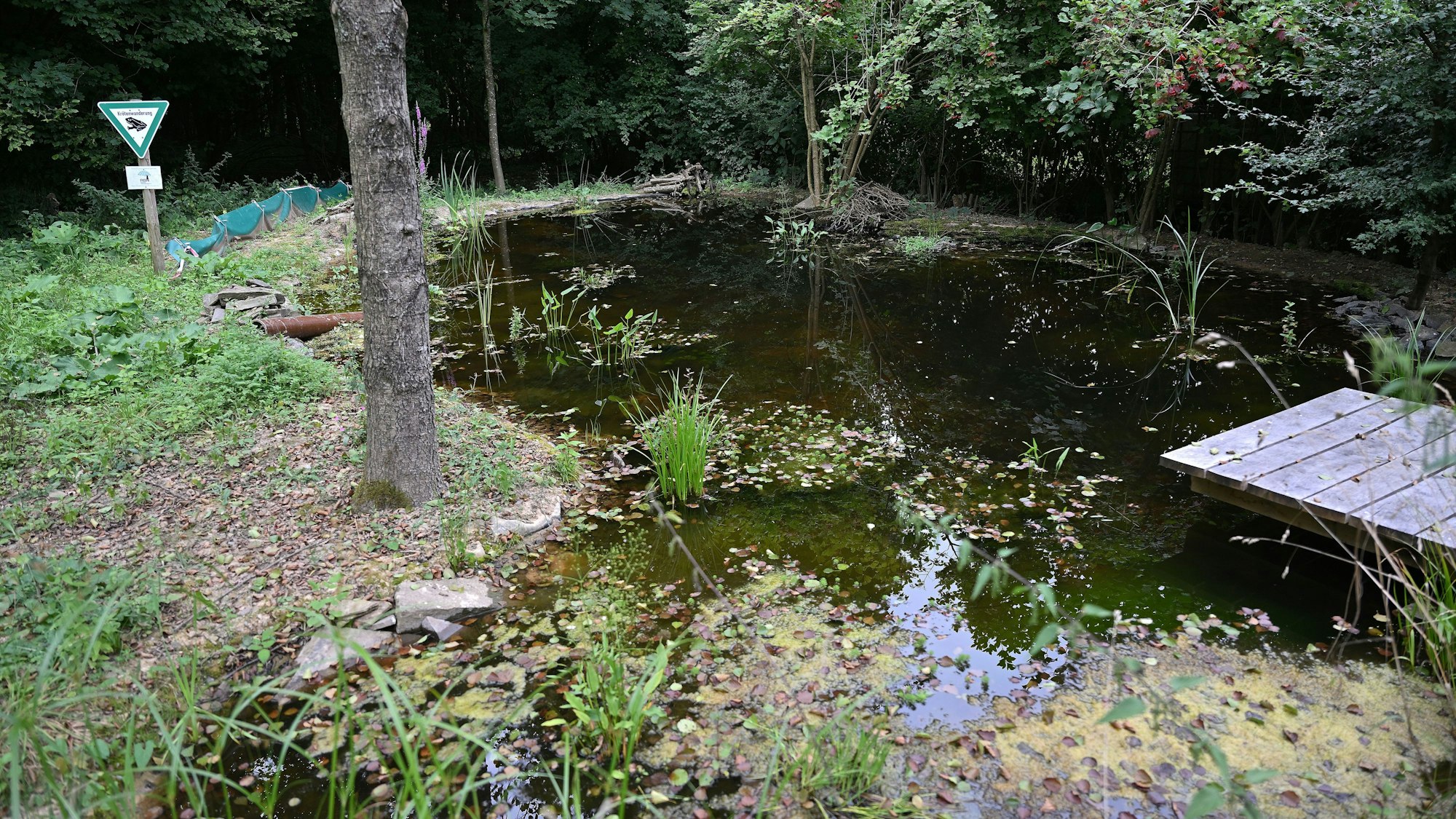 Zu sehen ist ein kleiner Teich mit einem Holzsteg.