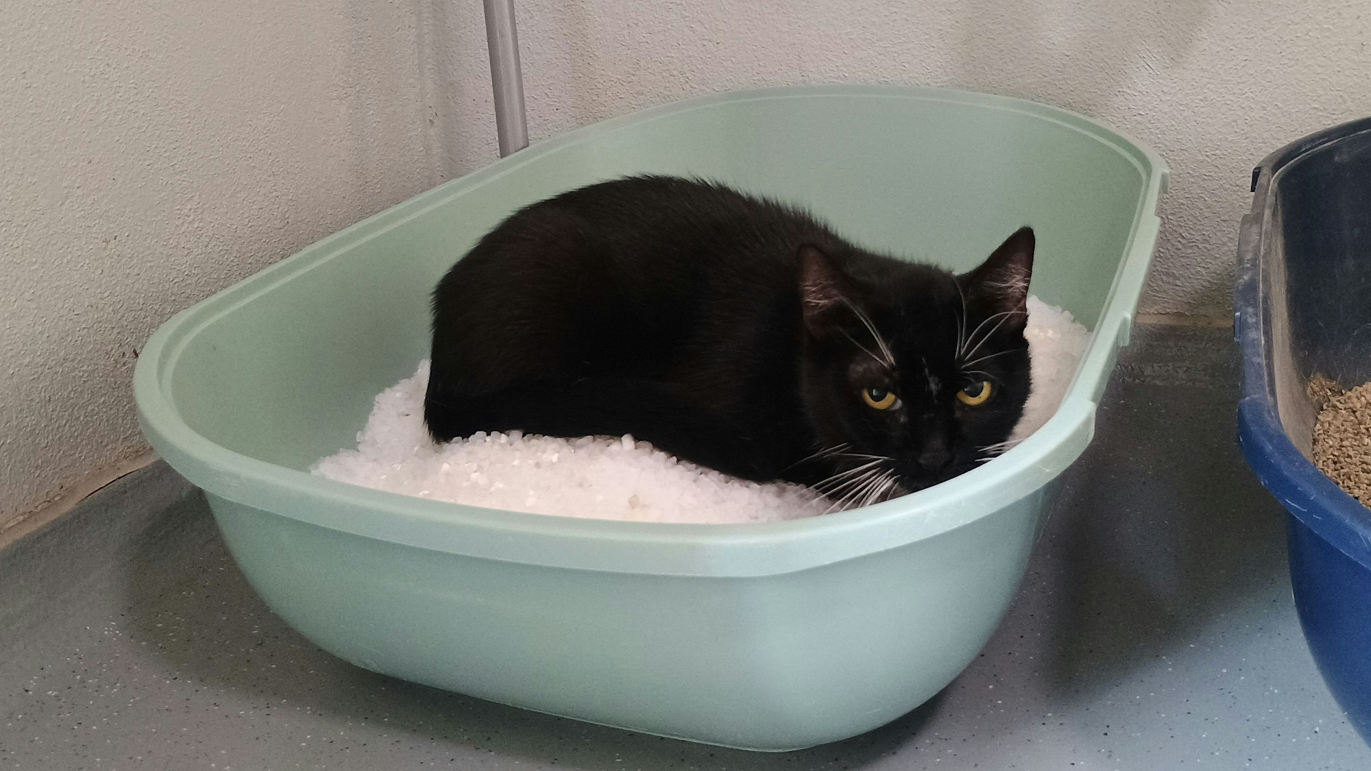 Eine Katze liegt in einem Korb.