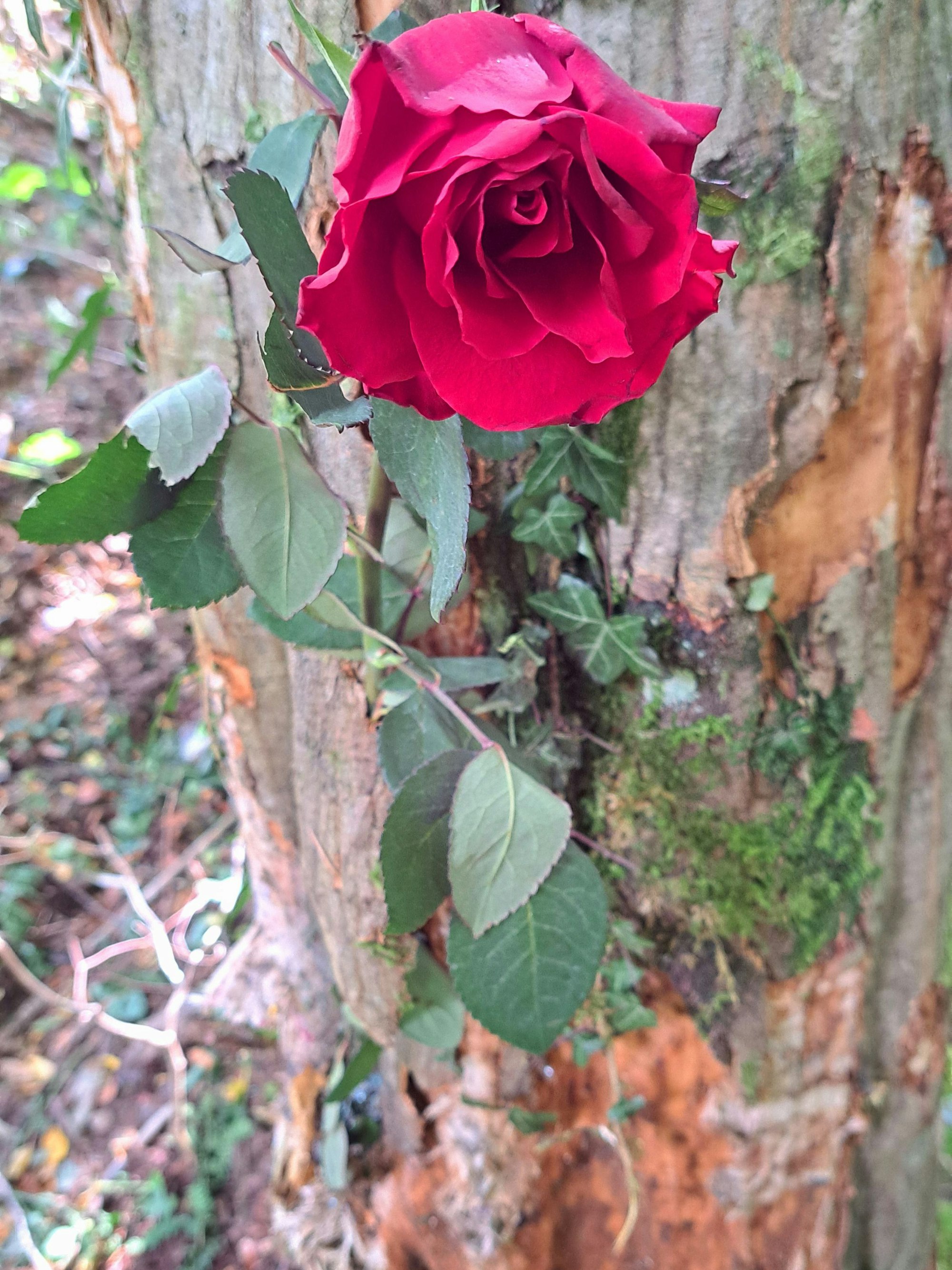 Eine Rose hängt an einem Baum.