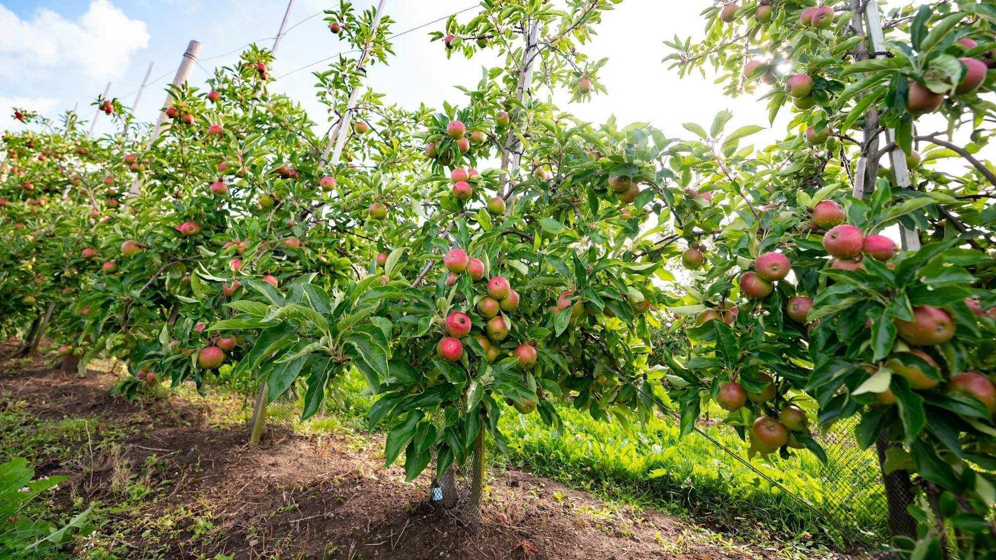 Reichlich Äpfel von heimischen Anbauflächen (Archivbild)
